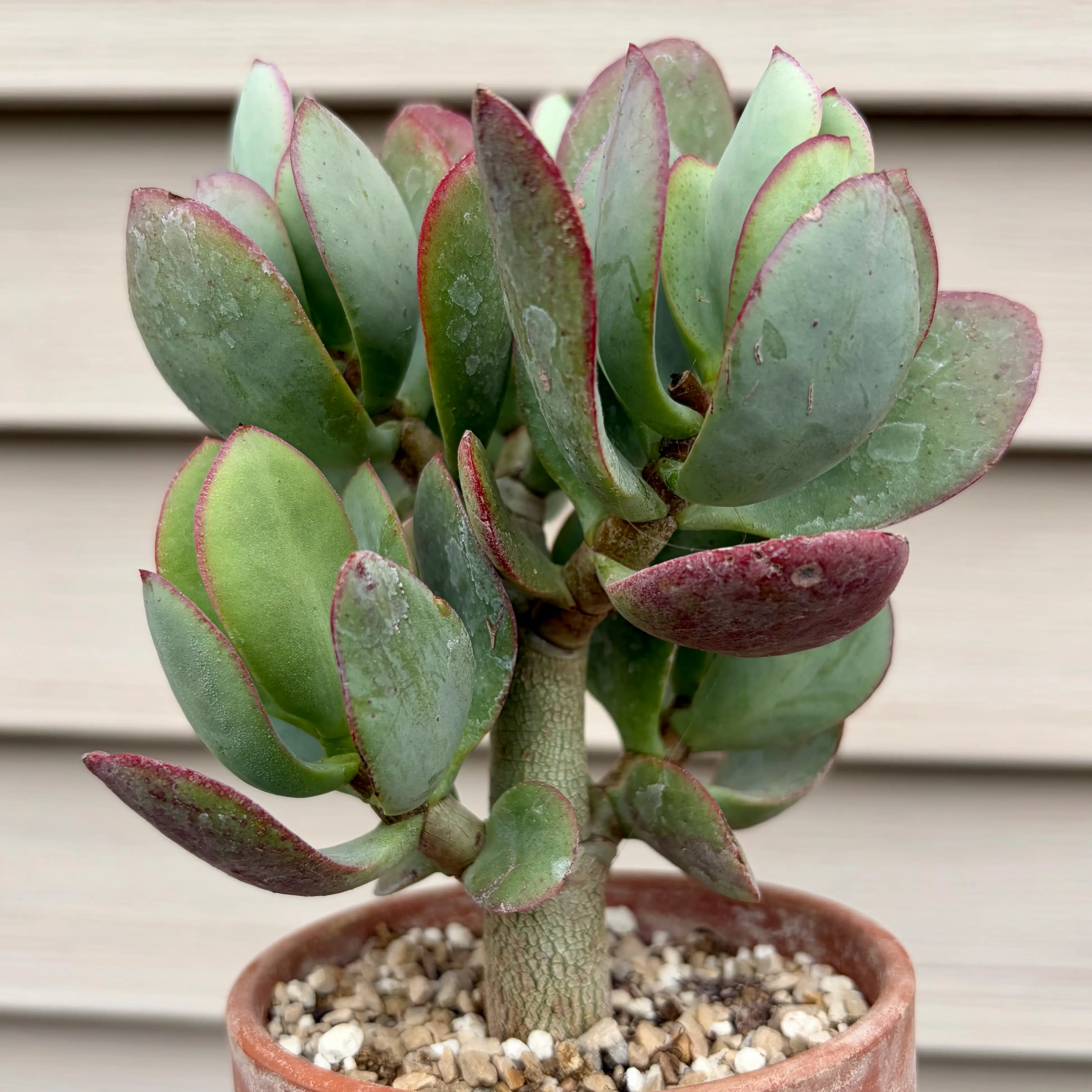 Photo of the plant species Crassula Blue Bird by @JadedJosh named Blue Bird on Greg, the plant care app