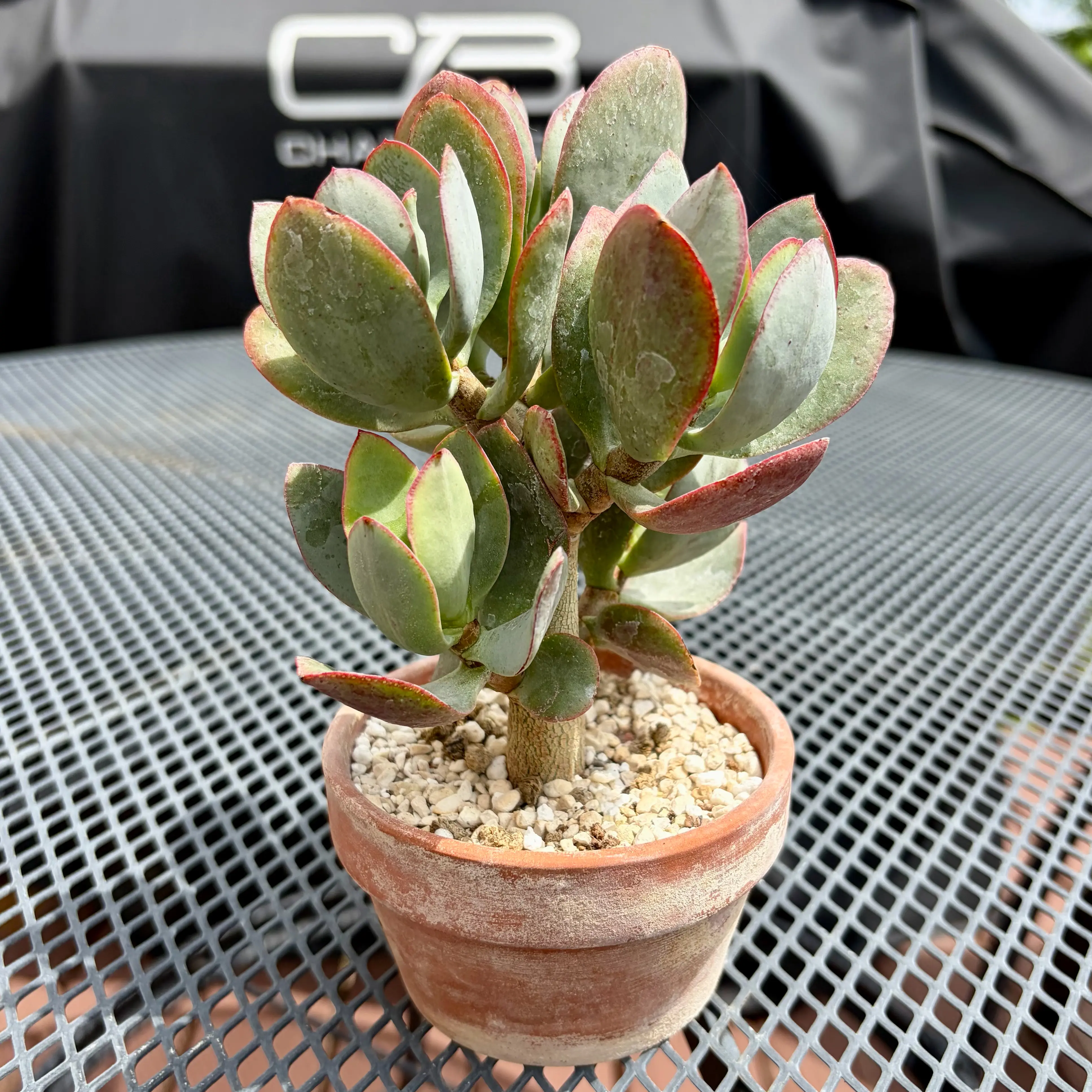 Photo of the plant species Crassula Blue Bird by @JadedJosh named Blue Bird on Greg, the plant care app
