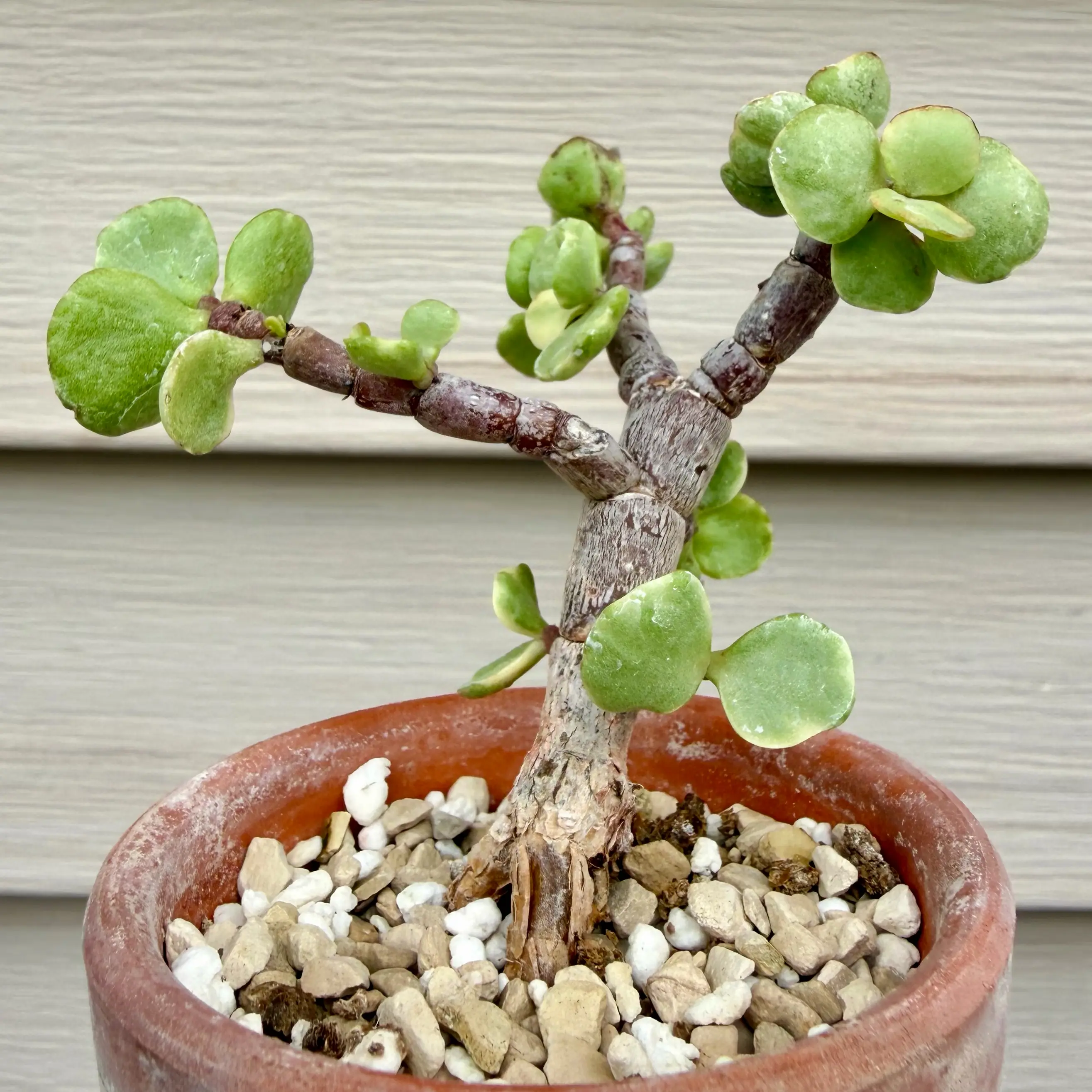 Photo of the plant species Portulacaria afra 'Manny' by @JadedJosh named Manny on Greg, the plant care app