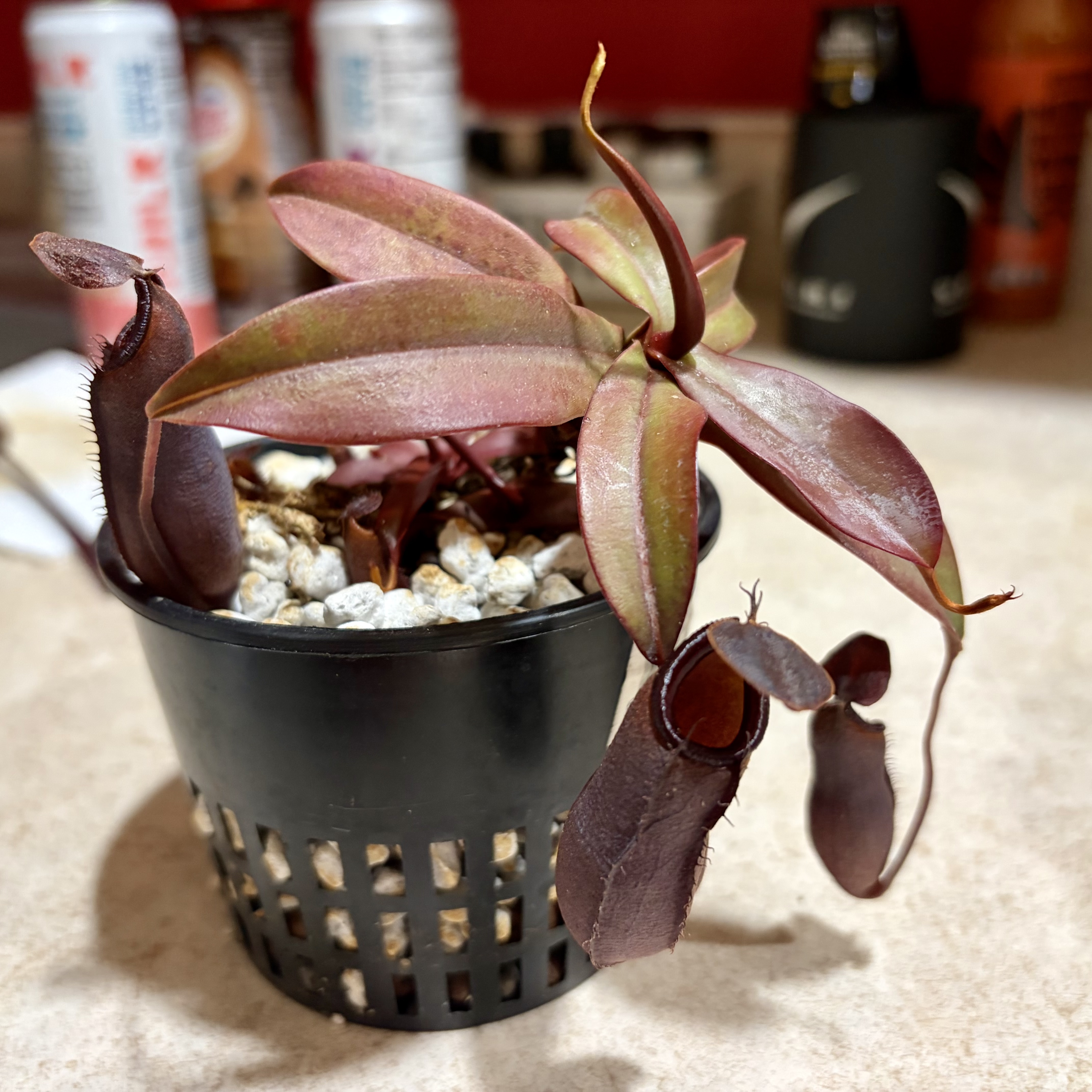 Photo of the plant species Rebecca Soper Pitcher Plant by @JadedJosh named Rebecca Soper on Greg, the plant care app