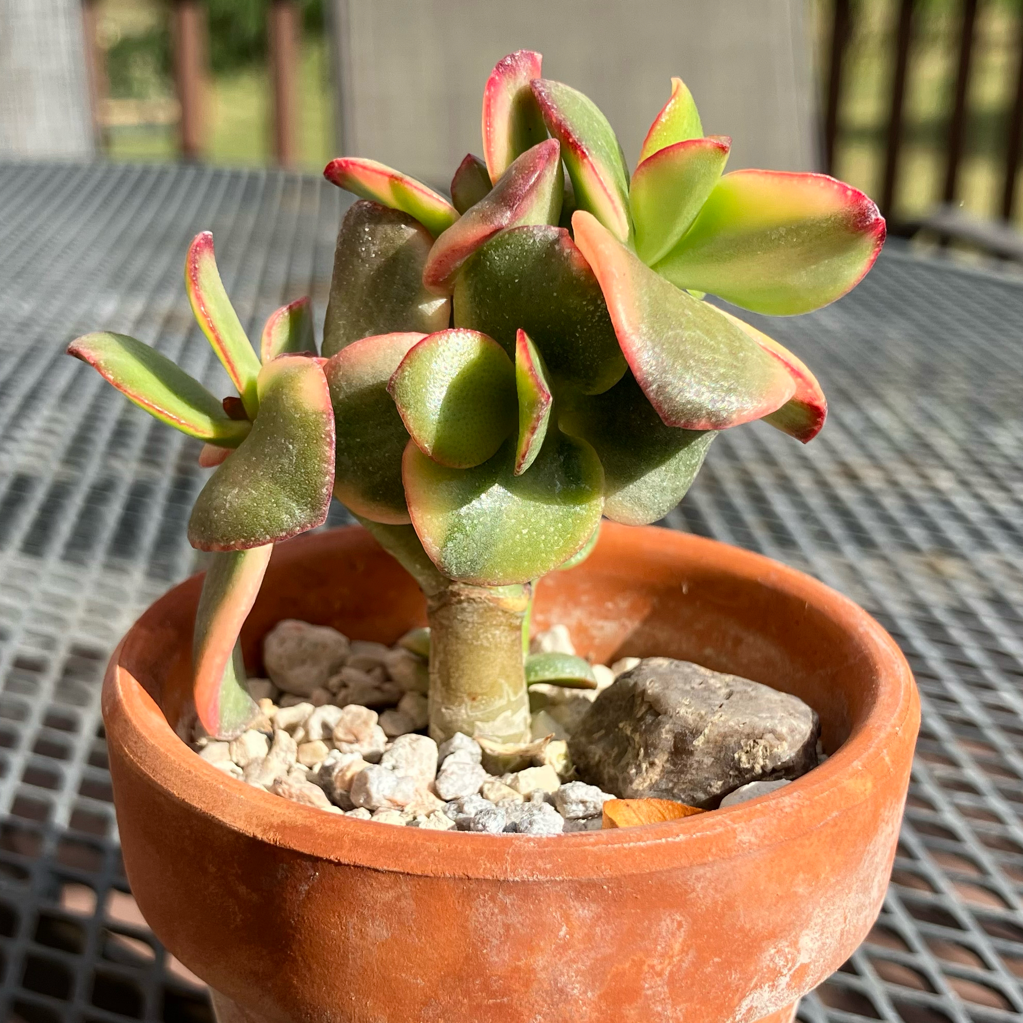 Photo of the plant species 'Lemon & Lime' Jade Plant by @JadedJosh named Lemon Lime on Greg, the plant care app