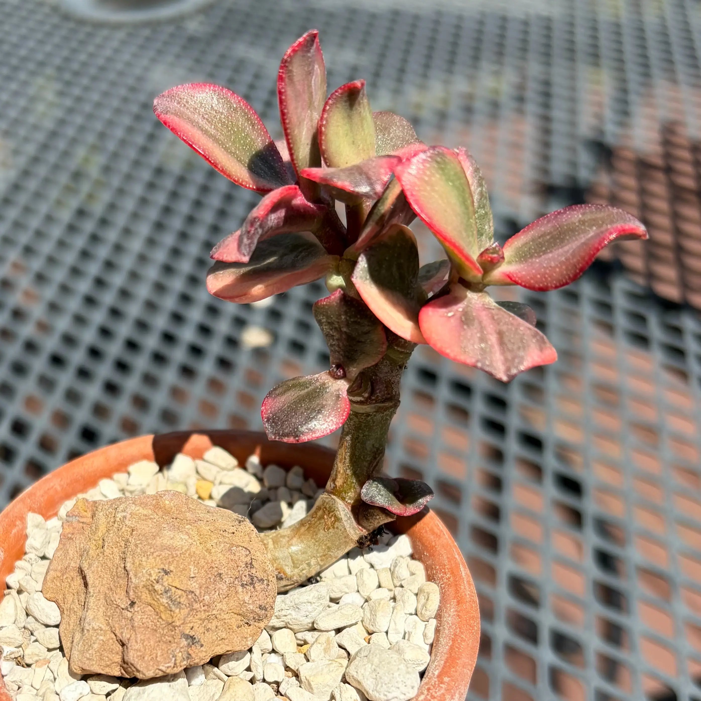 Photo of the plant species 'Lemon & Lime' Jade Plant by @JadedJosh named Lemon Lime on Greg, the plant care app