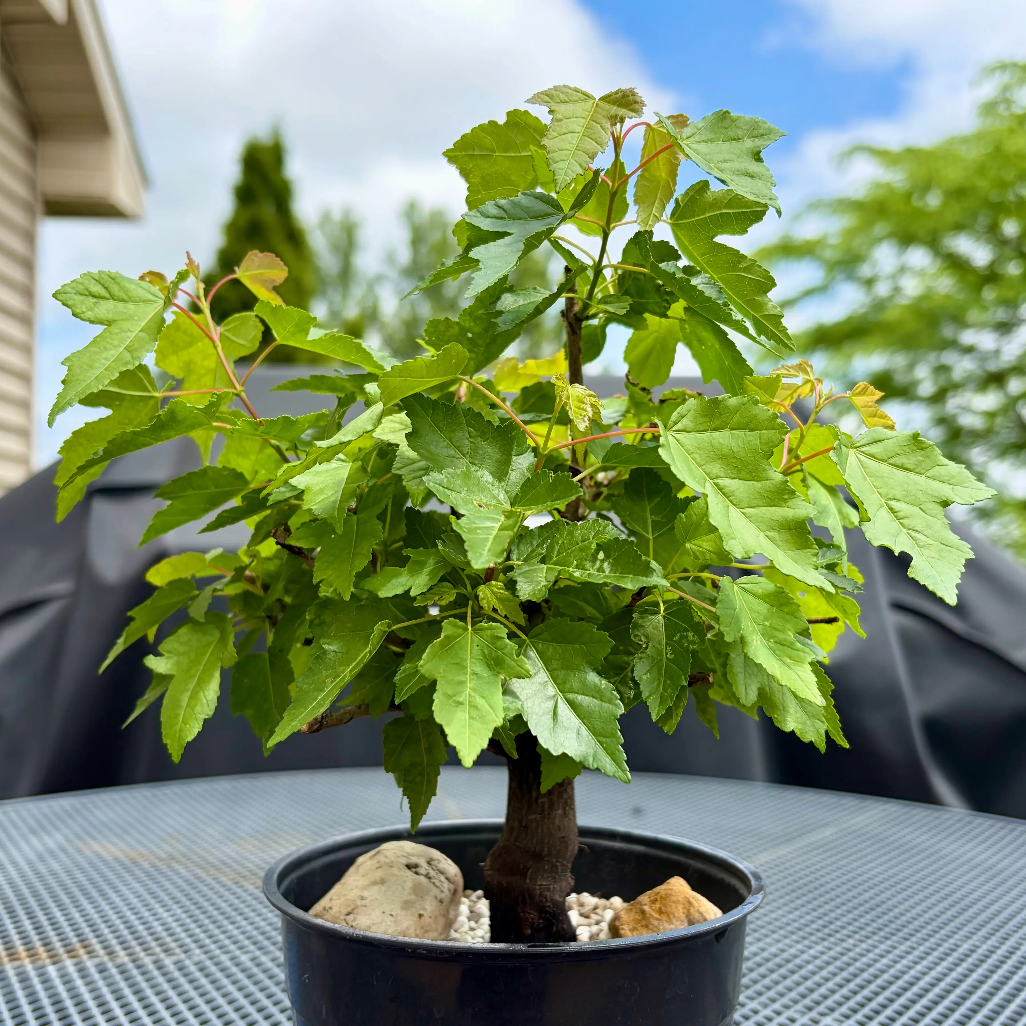 Photo of the plant species Amur Maple by @JadedJosh named Mapley on Greg, the plant care app
