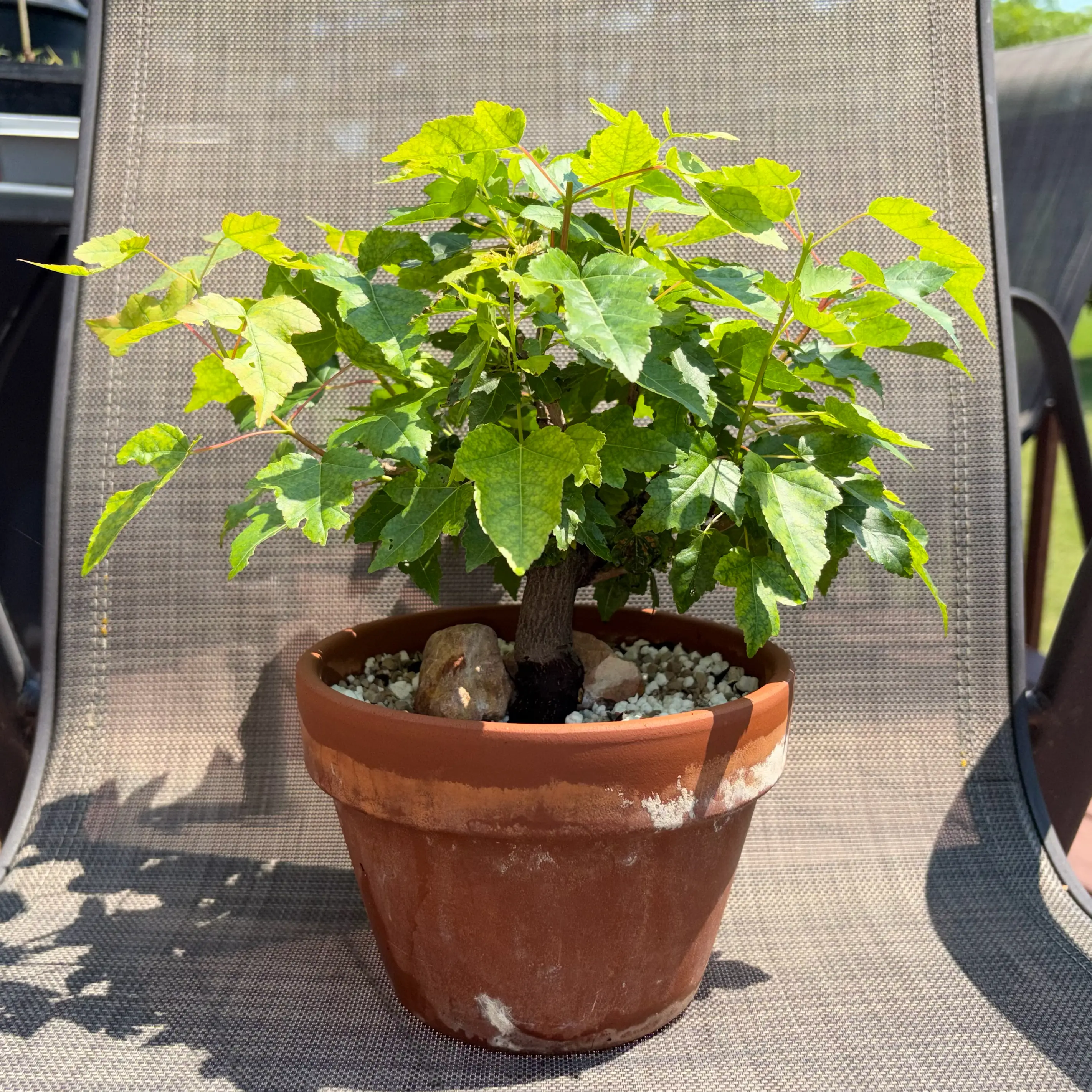 Photo of the plant species Amur Maple by @JadedJosh named Mapley on Greg, the plant care app