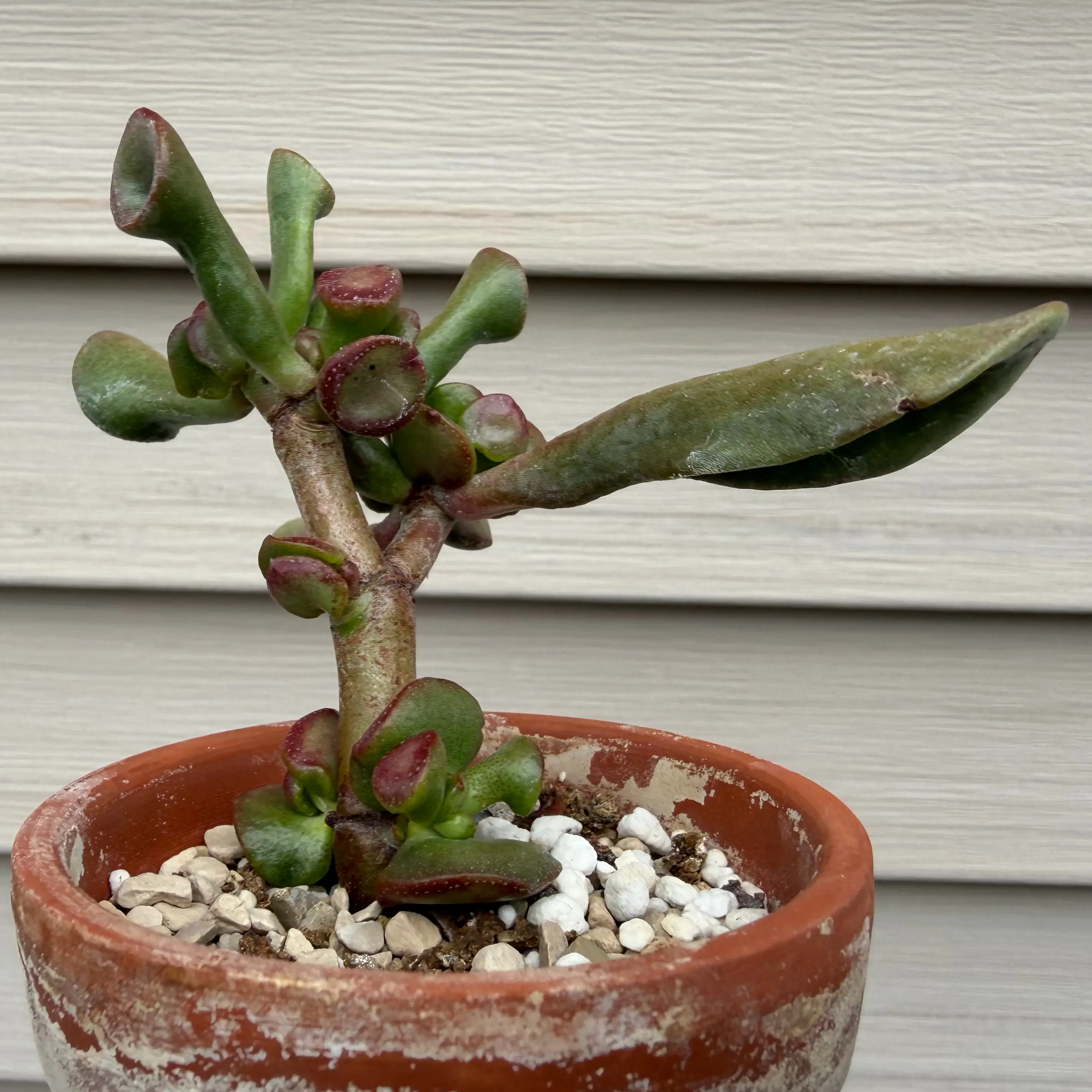 Photo of the plant species Crassula 'Ogre Ears' by @JadedJosh named Ogre Ear on Greg, the plant care app
