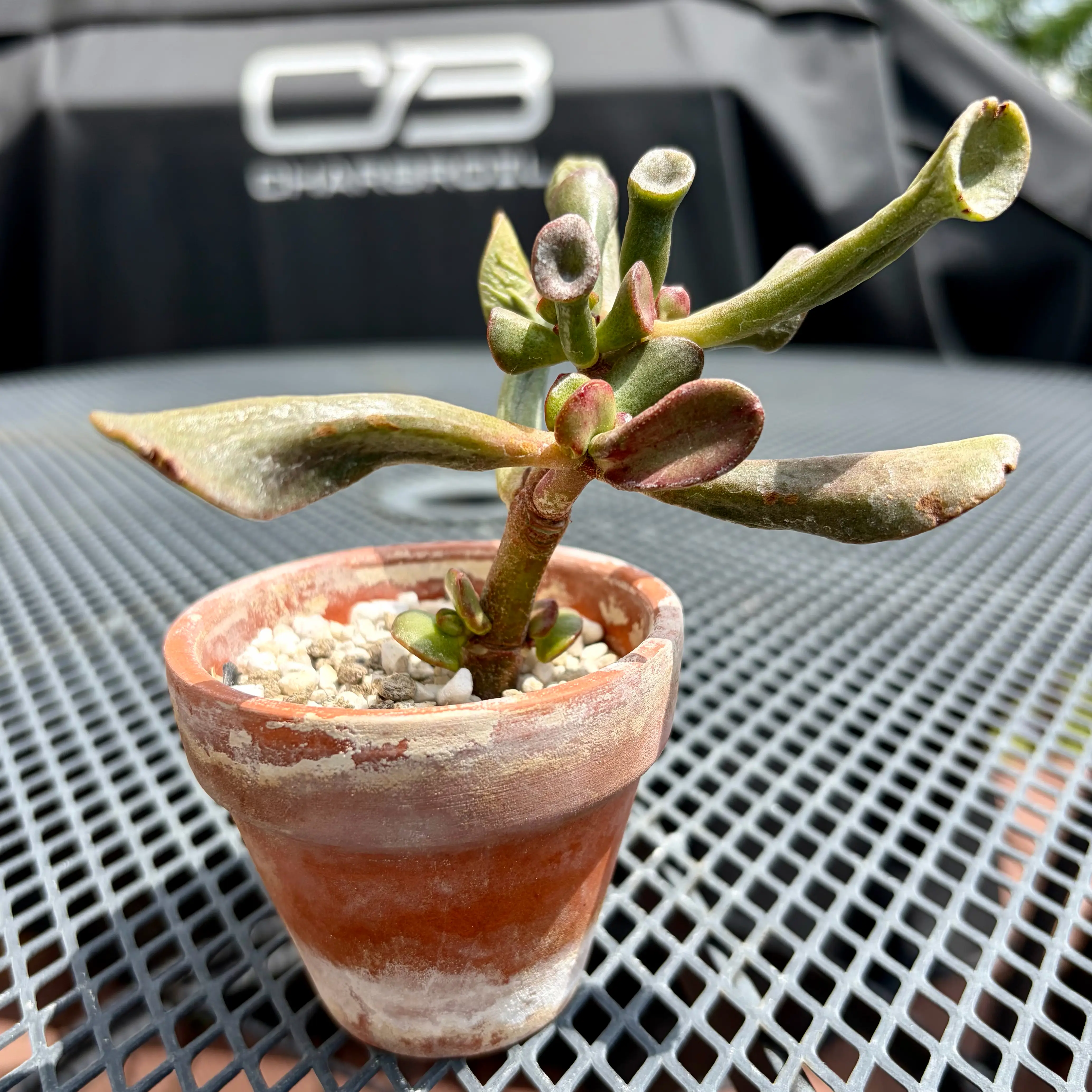 Photo of the plant species Crassula 'Ogre Ears' by @JadedJosh named Ogre Ear on Greg, the plant care app
