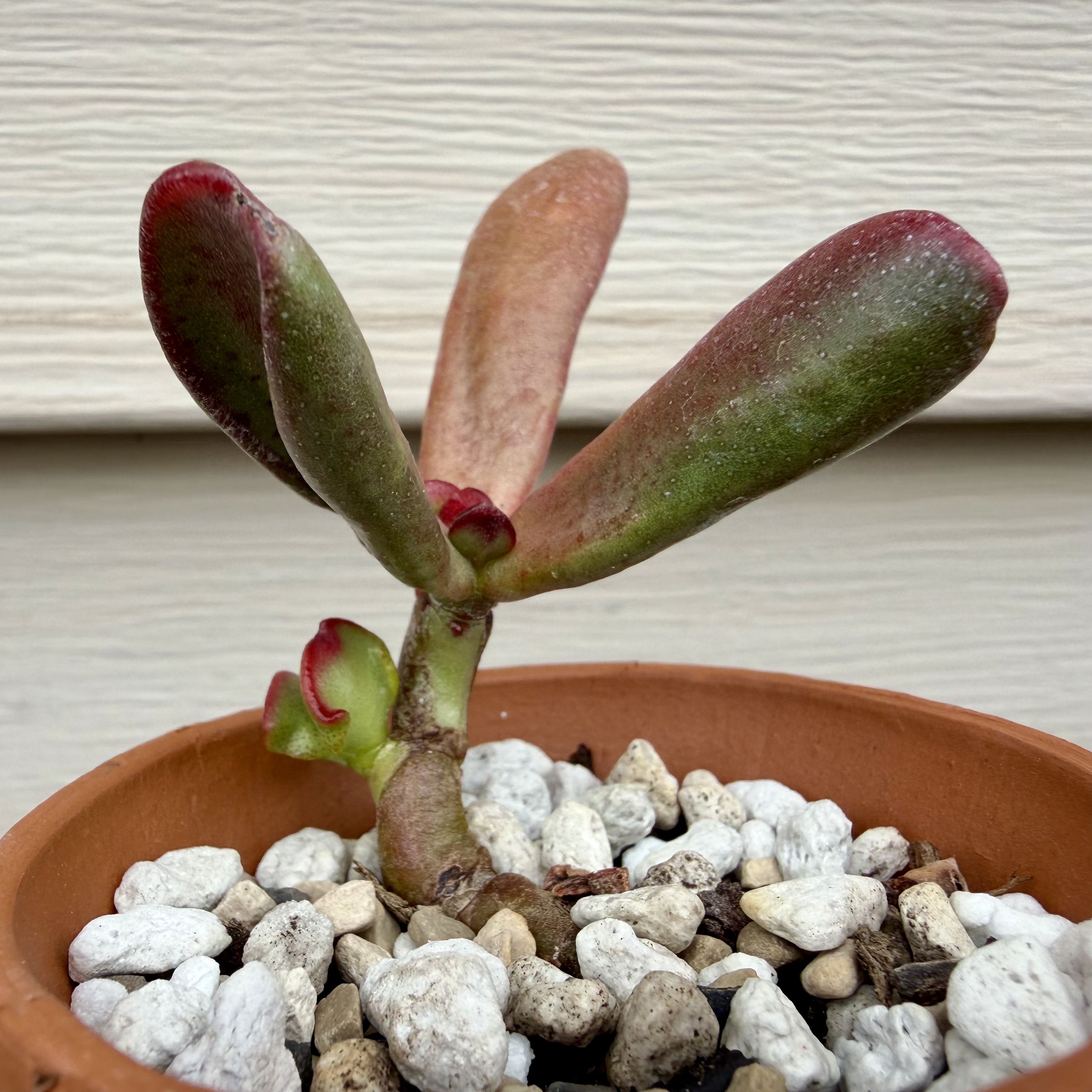 Photo of the plant species Variegated ET's Fingers by @JadedJosh named ET on Greg, the plant care app
