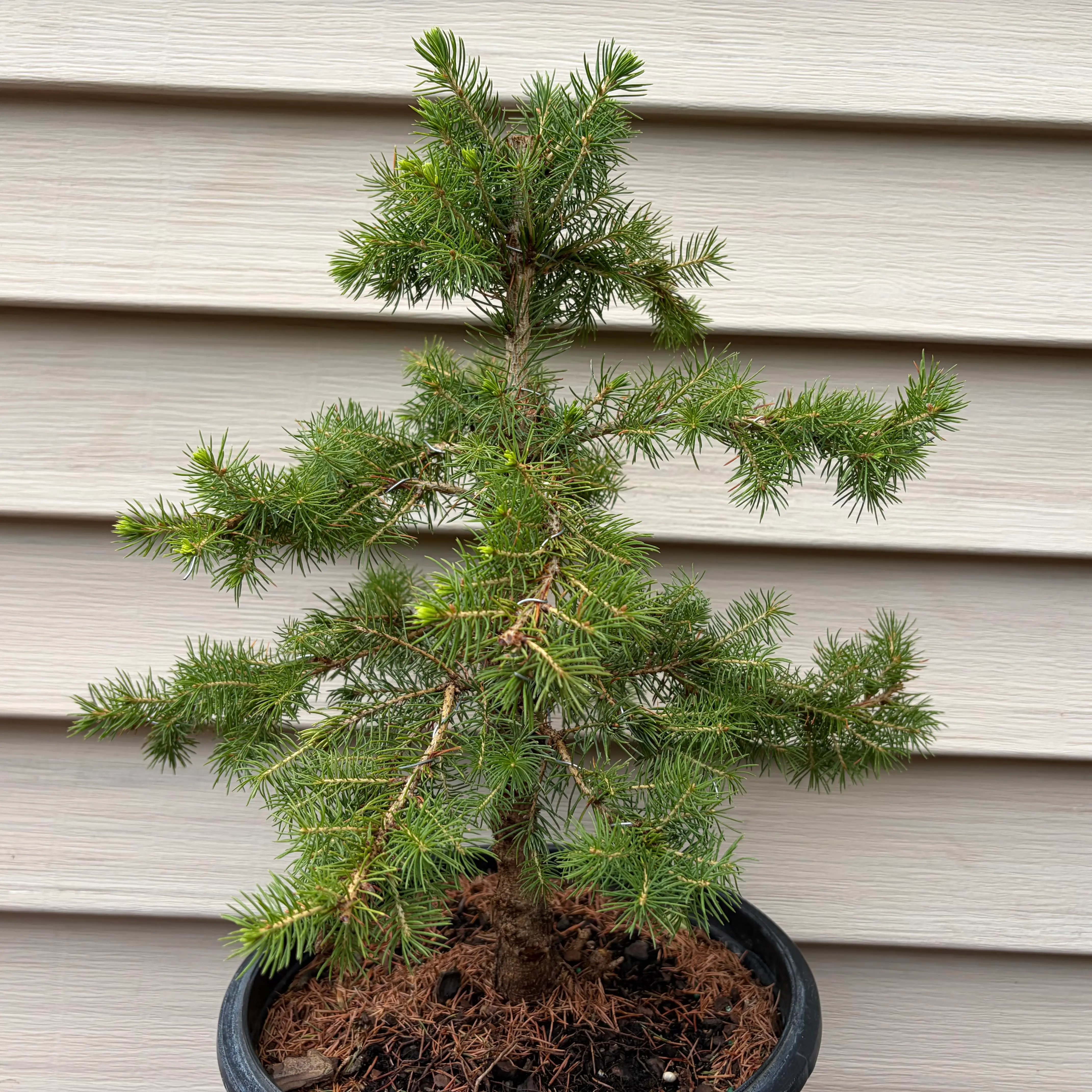 Photo of the plant species Dwarf Alberta Spruce by @JadedJosh named Sprucey on Greg, the plant care app