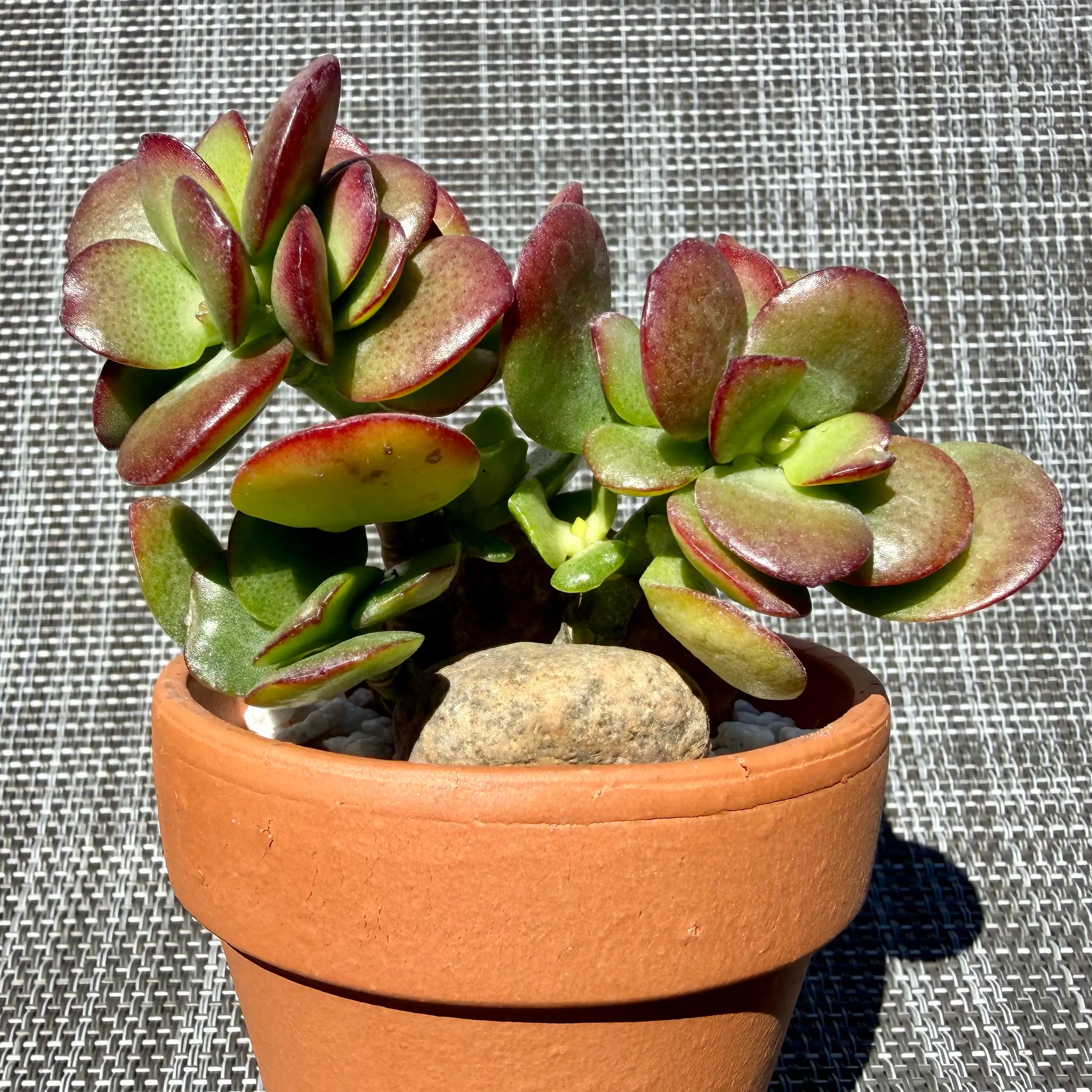 Photo of the plant species Jade by @JadedJosh named Crosby on Greg, the plant care app