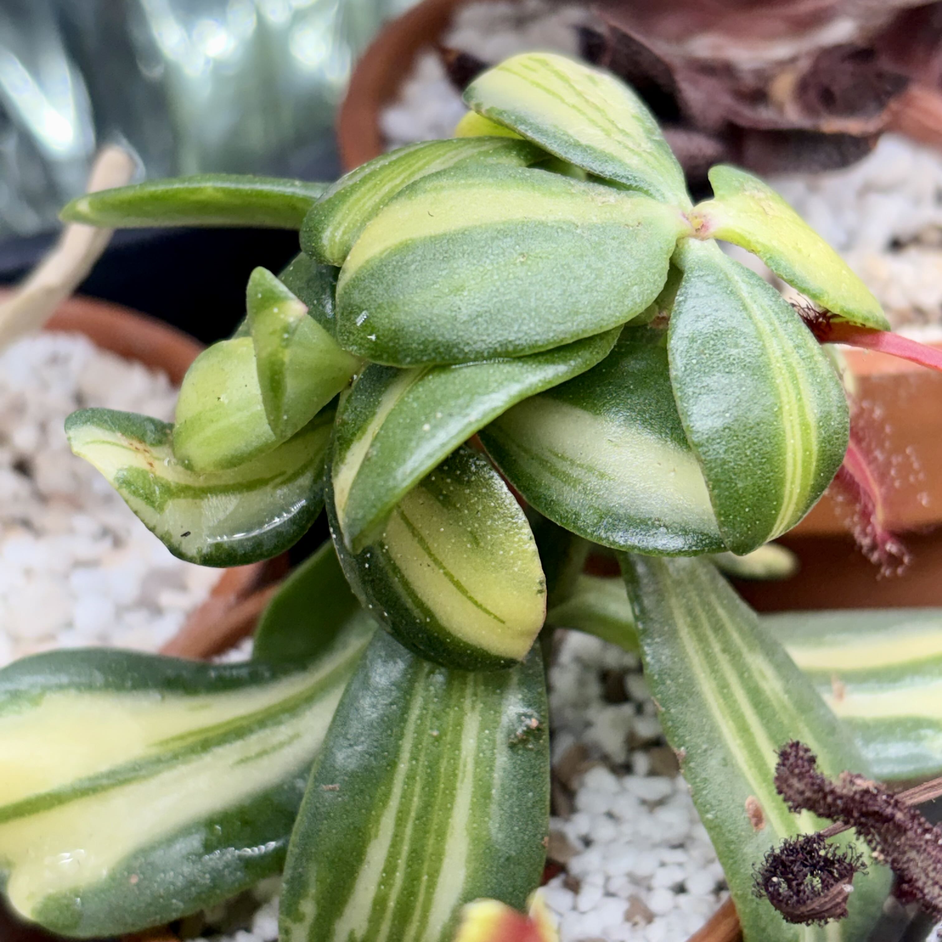 Photo of the plant species Variegated Jade by @JadedJosh named Return of Beauty on Greg, the plant care app