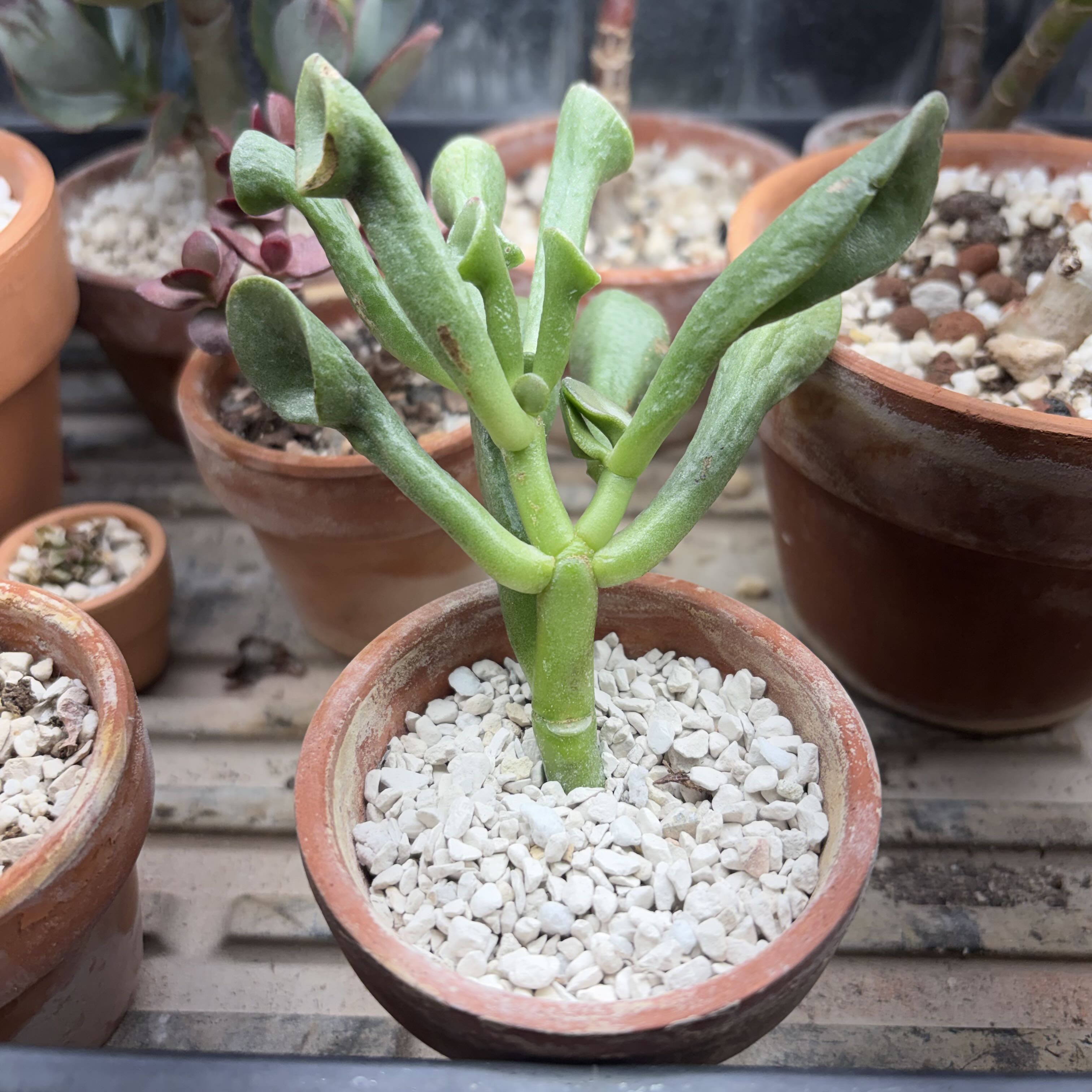 Photo of the plant species Crassula 'Ogre Ears' by @JadedJosh named Ogre Ear on Greg, the plant care app