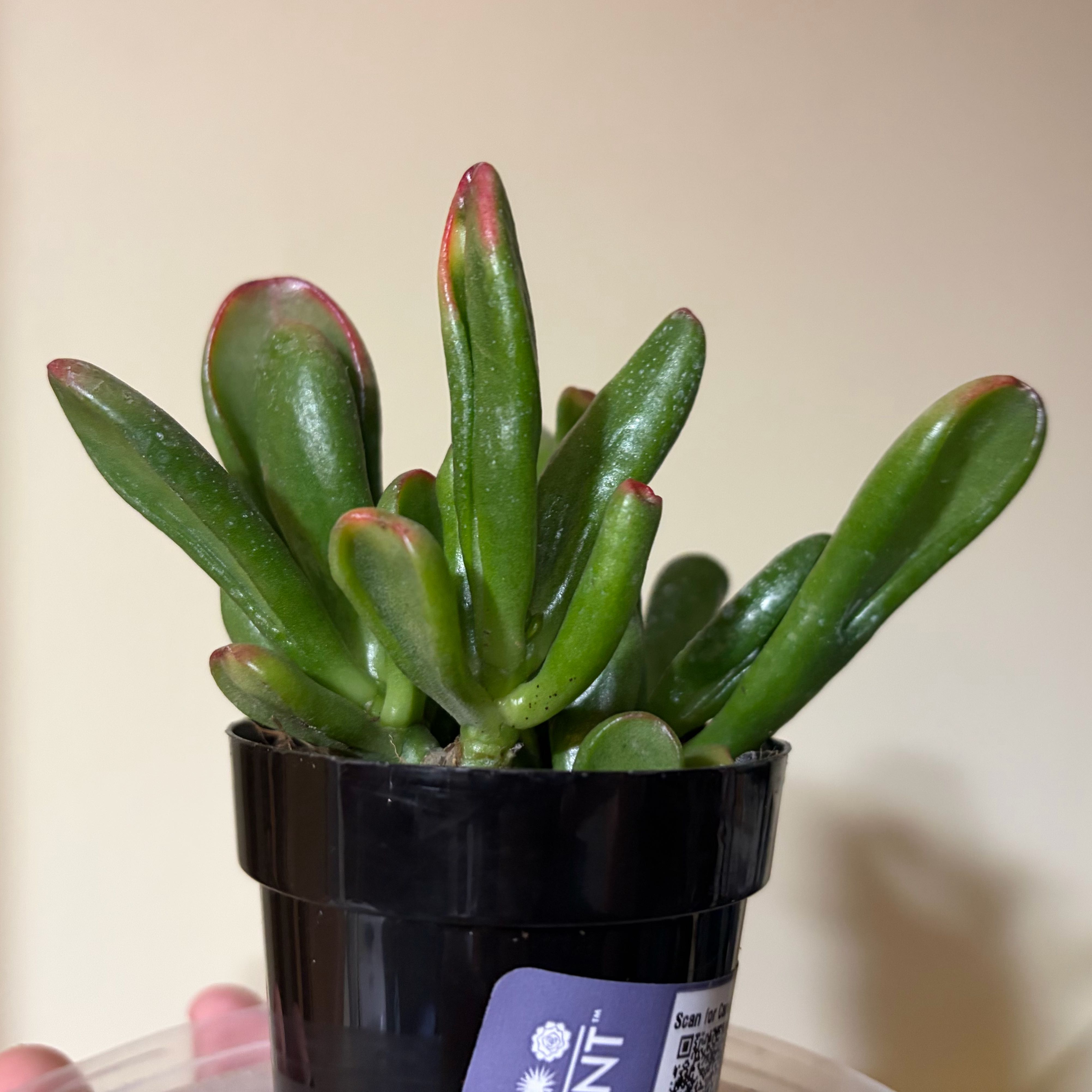 Photo of the plant species Variegated ET's Fingers by @JadedJosh named ET on Greg, the plant care app