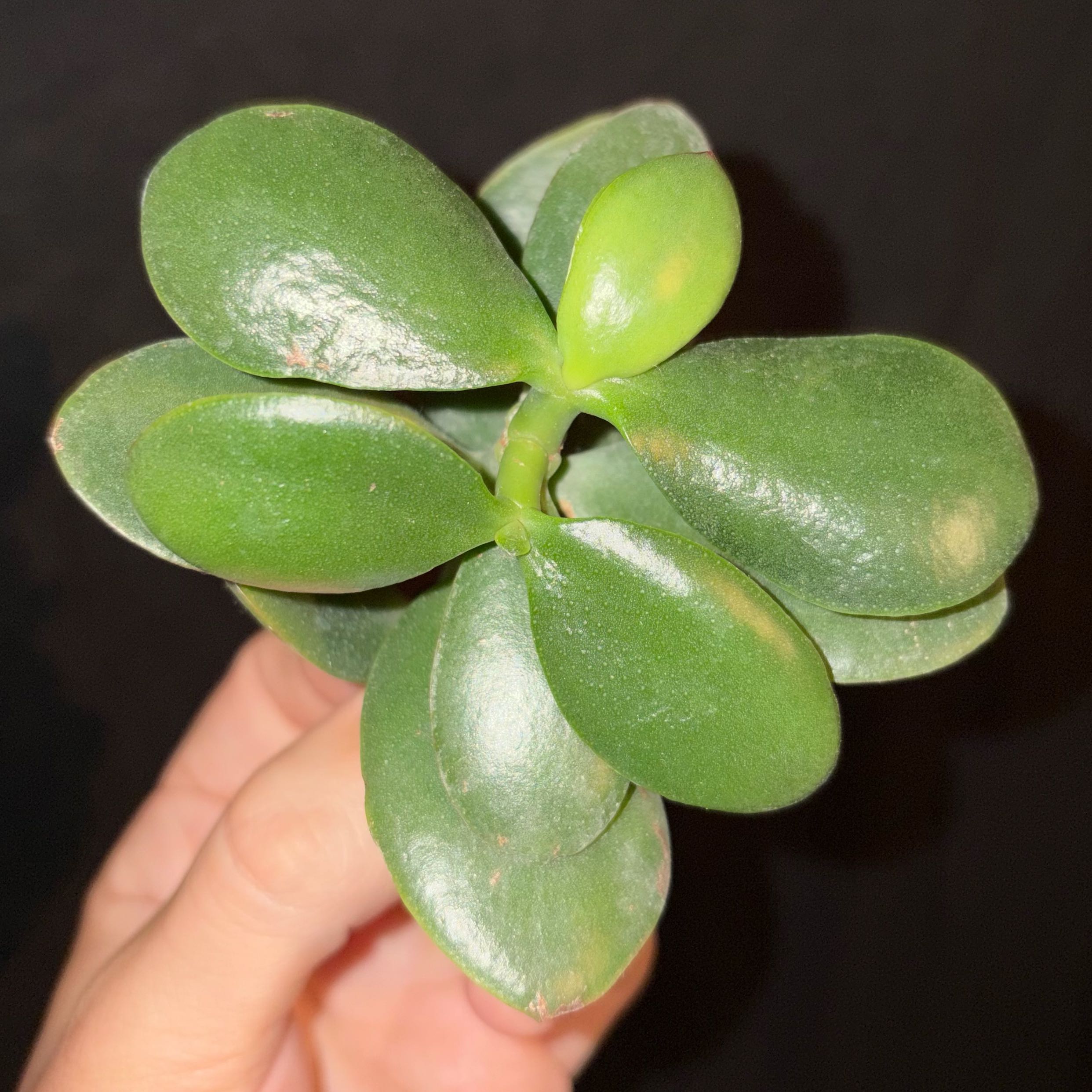 Photo of the plant species Variegated Jade by @JadedJosh named Maruba on Greg, the plant care app