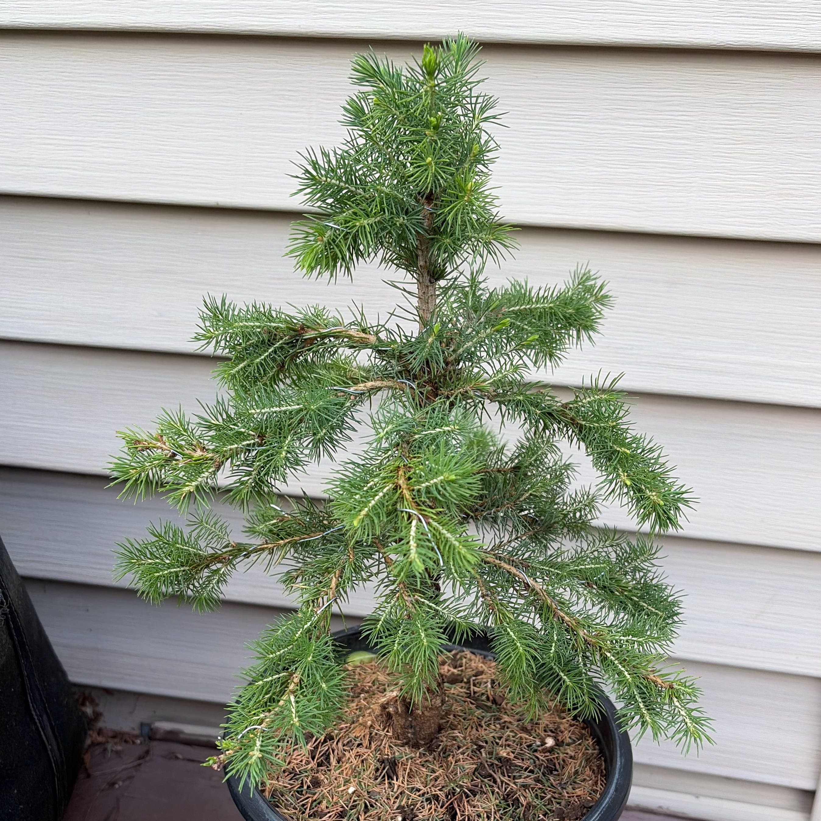 Photo of the plant species Dwarf Alberta Spruce by @JadedJosh named Sprucey on Greg, the plant care app