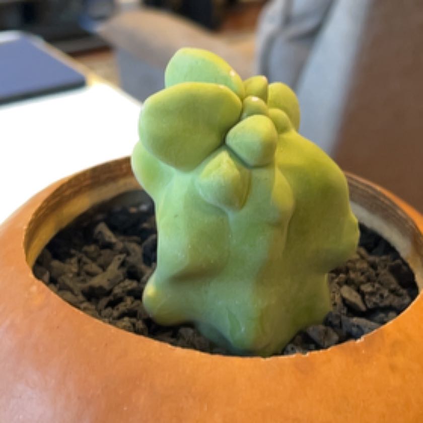Photo of the plant species Lophocereus schottii f. cristata by @txillini74 named My Precious on Greg, the plant care app