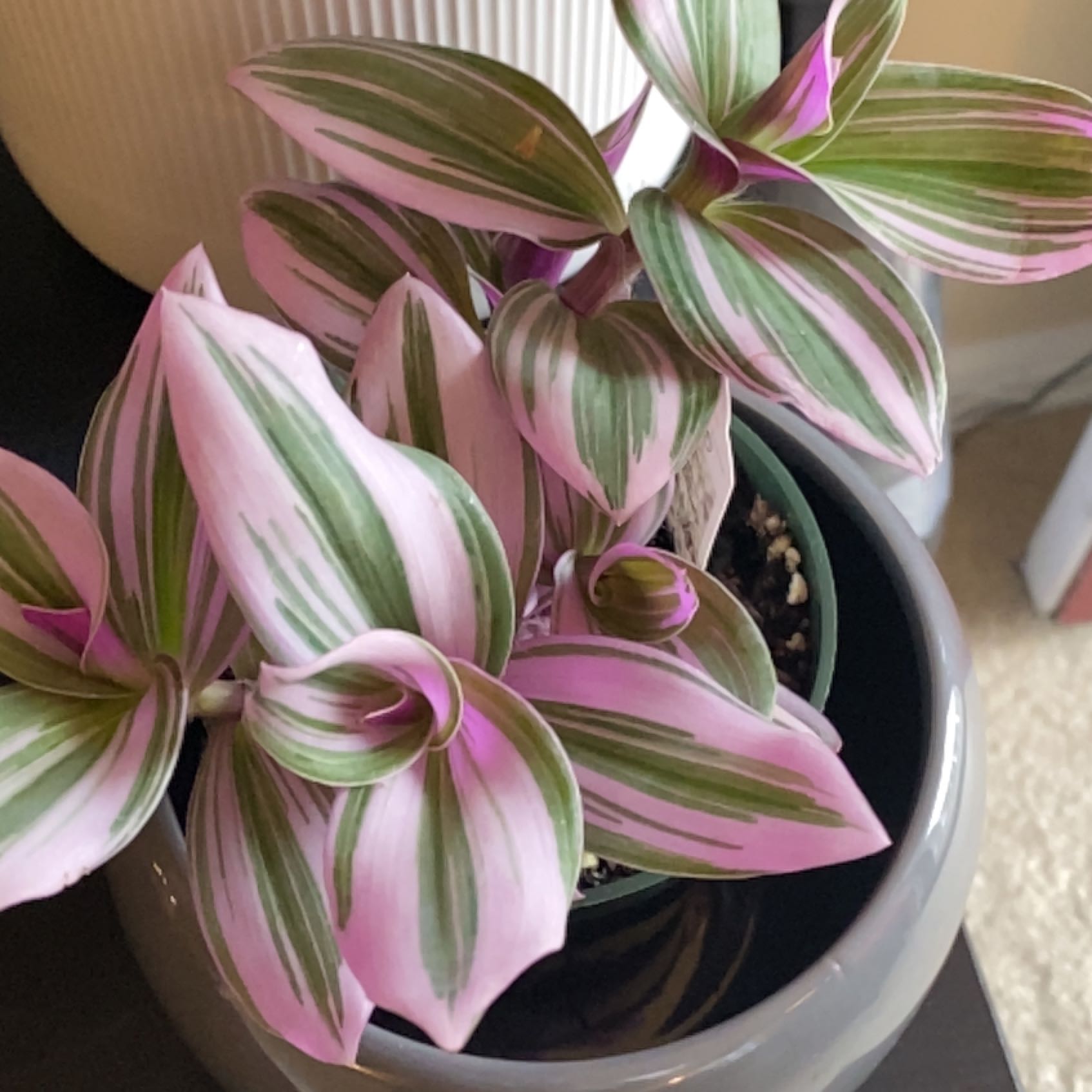 Tradescantia Bubblegum plant with vibrant pink and green striped leaves in a pot.