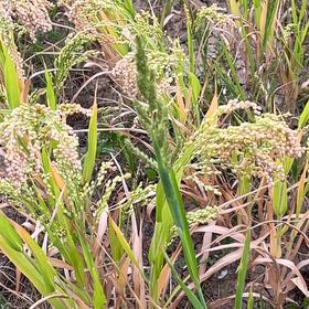 Photo of the plant species Proso Millet by @RuggedMingfern named Baesil on Greg, the plant care app