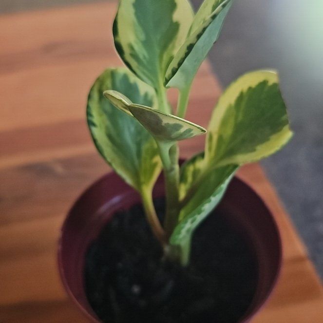 Photo of the plant species Golden Gate Peperomia by @SunnyMilkmaids named BR on Greg, the plant care app