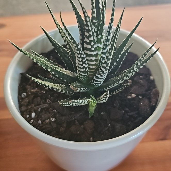 Photo of the plant species Zebra Haworthia by @SunnyMilkmaids named Poppy on Greg, the plant care app