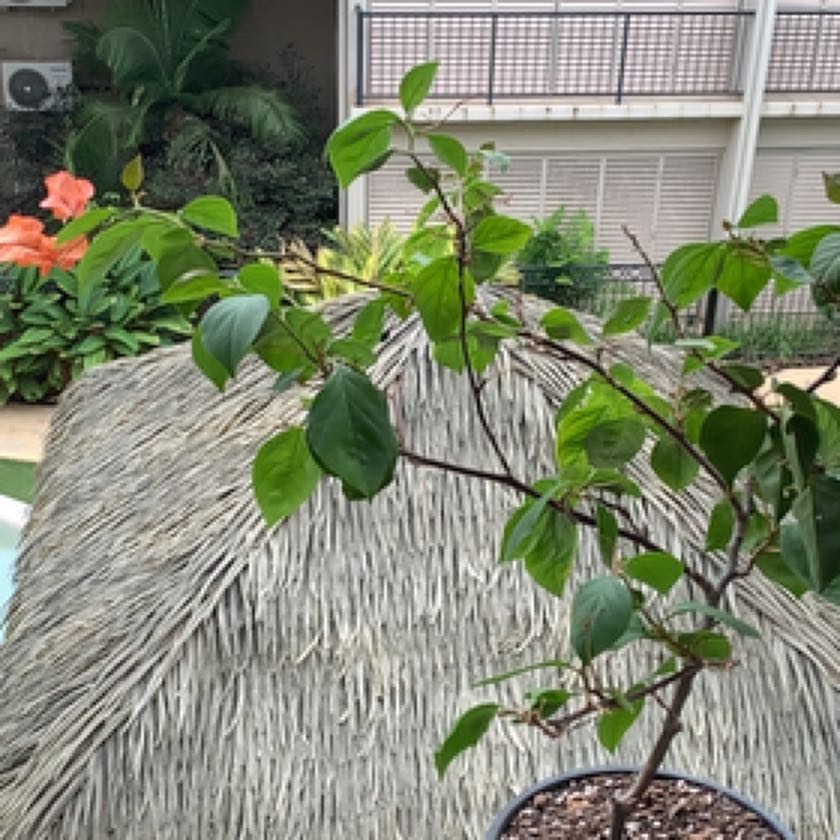 Photo of the plant species Bougainvillea miski by @DreamySuncup named Kath on Greg, the plant care app