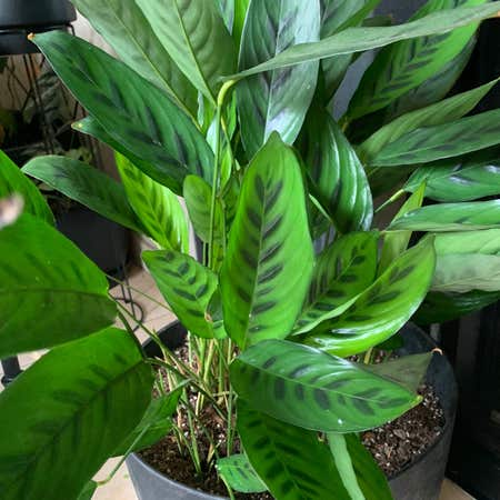 Photo of the plant species Maranta Arundinacea by @DreamySuncup named Grace on Greg, the plant care app