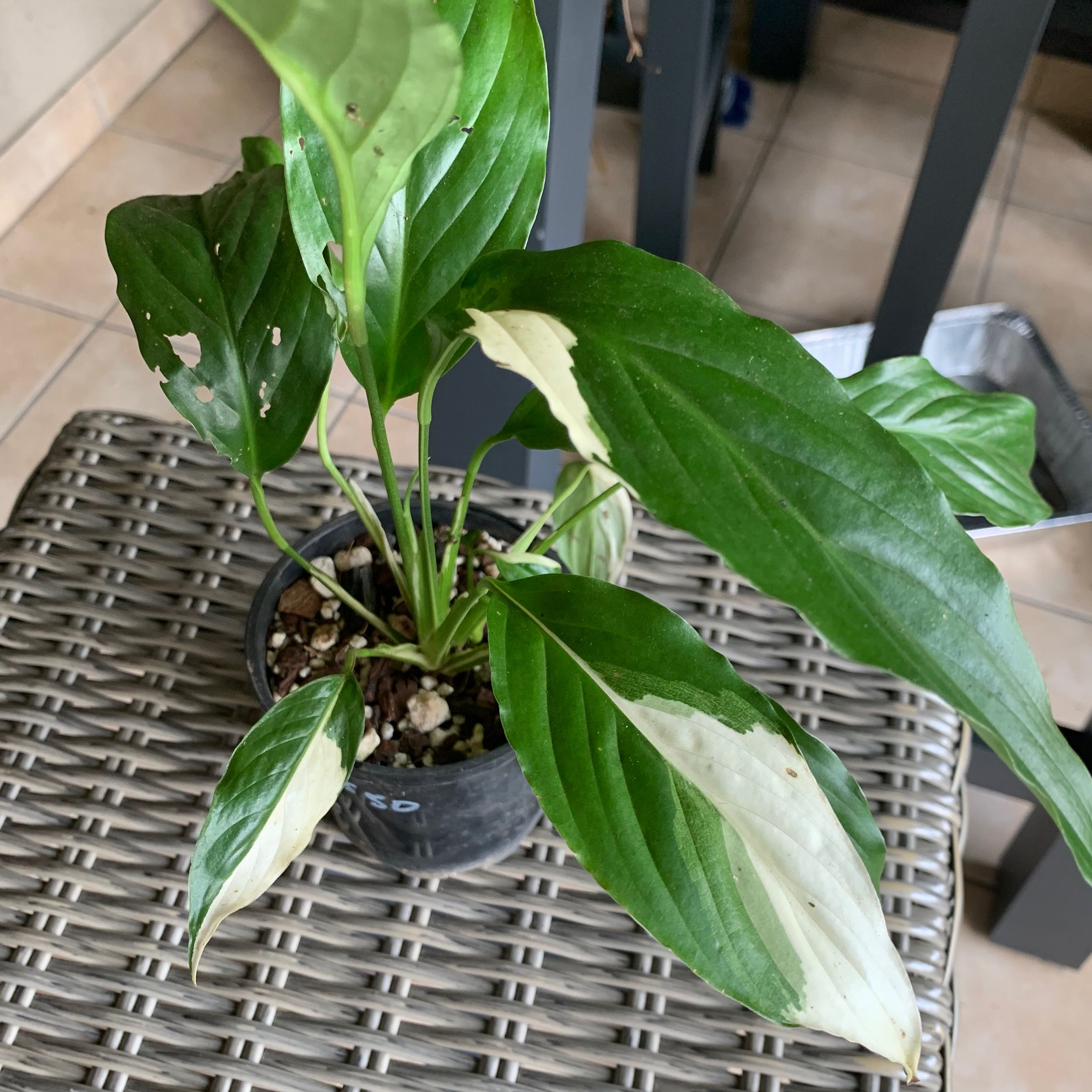 Photo of the plant species Picasso Peace Lily by @DreamySuncup named Picasso on Greg, the plant care app