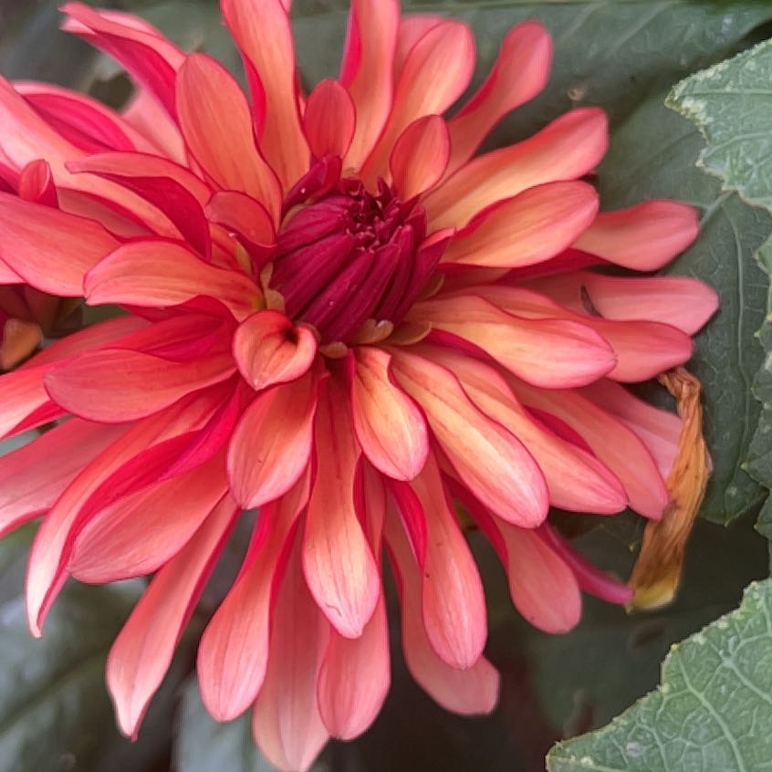 Photo of the plant species Garden Dahlia by @SensuousAlmond named Austen on Greg, the plant care app
