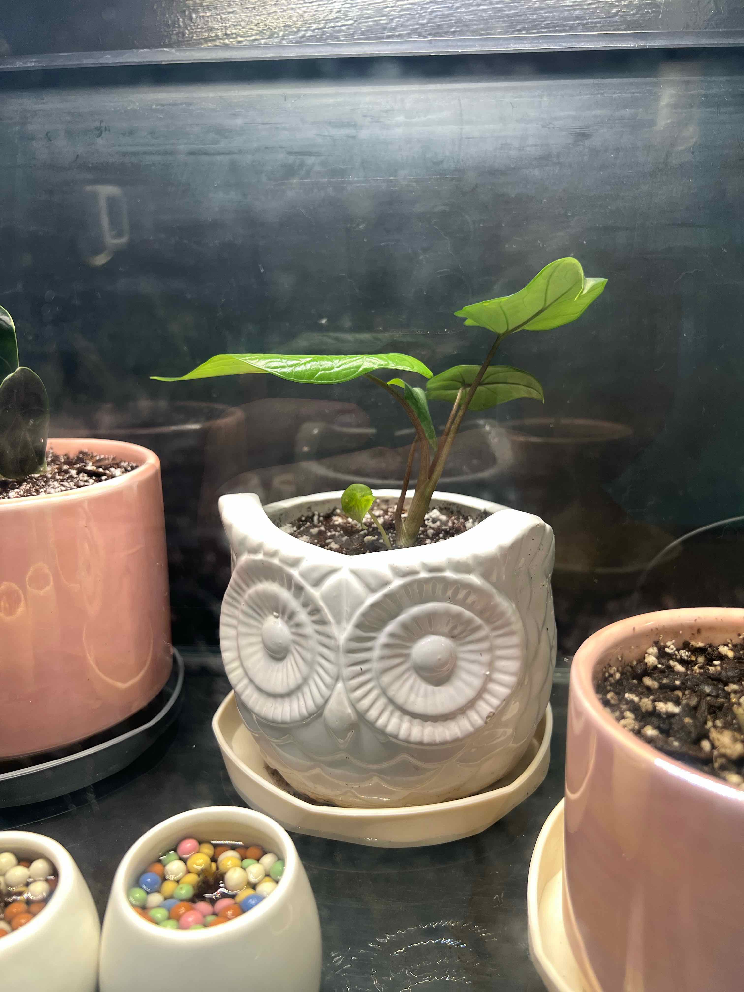 Alocasia Scalprum plant in an owl-shaped pot with visible soil and healthy green leaves.