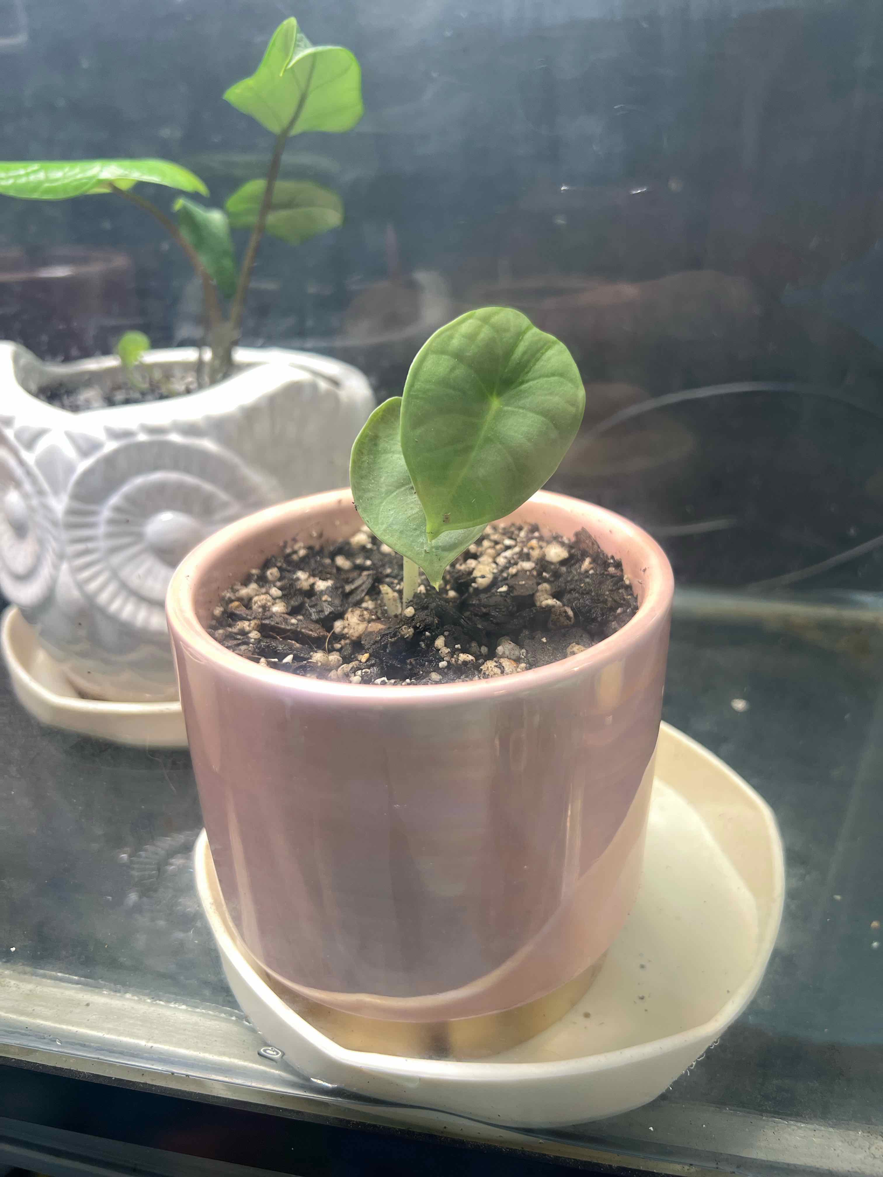 Young Alocasia nebula 'Imperialis' plant in a pink pot with visible soil.