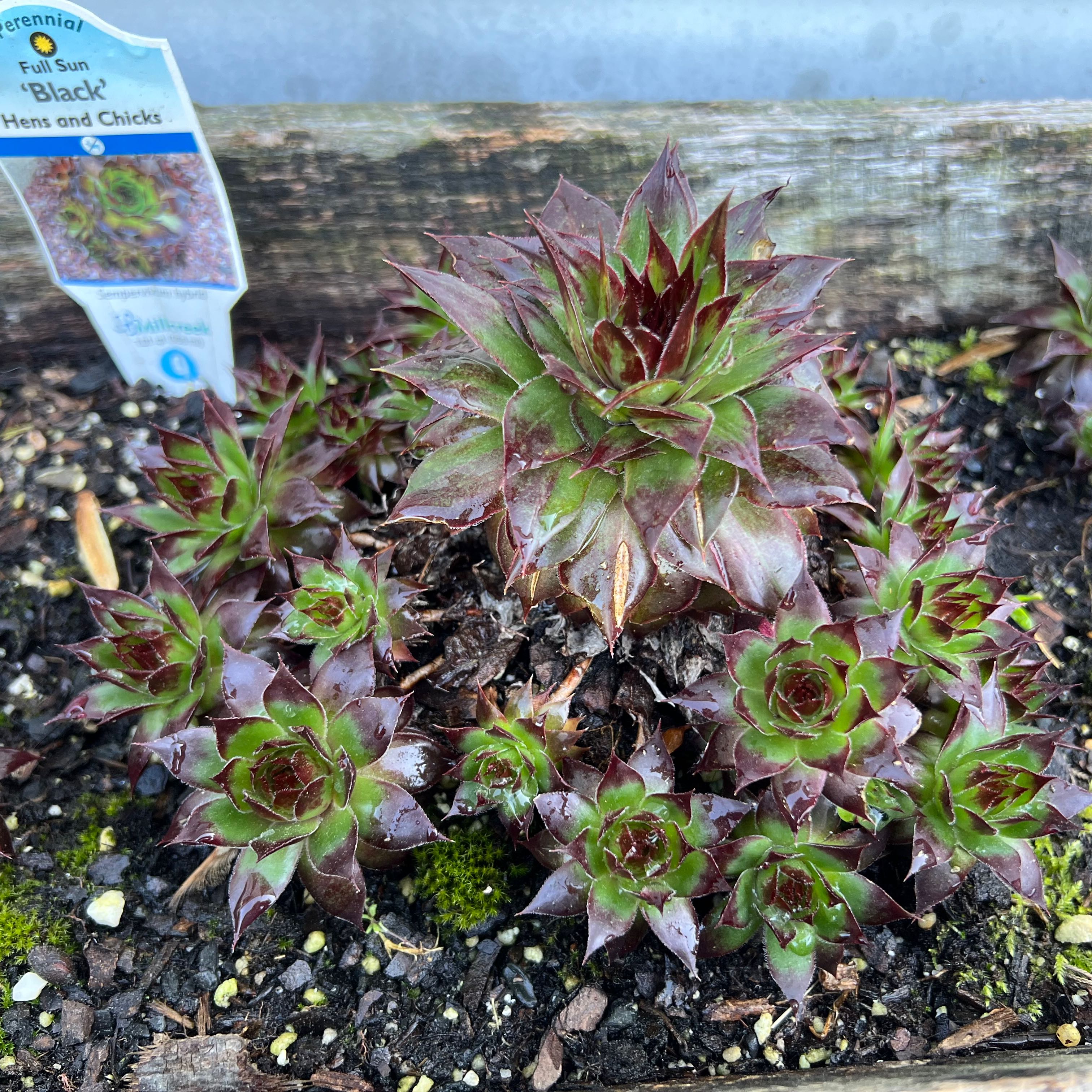 Photo of the plant species Sempervivum 'Black' by @PractisedRose named Morpheus on Greg, the plant care app