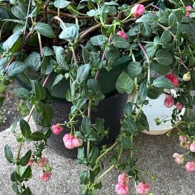 Photo of the plant species Fuchsia 'Swingtime' by @PractisedRose named Sanders on Greg, the plant care app