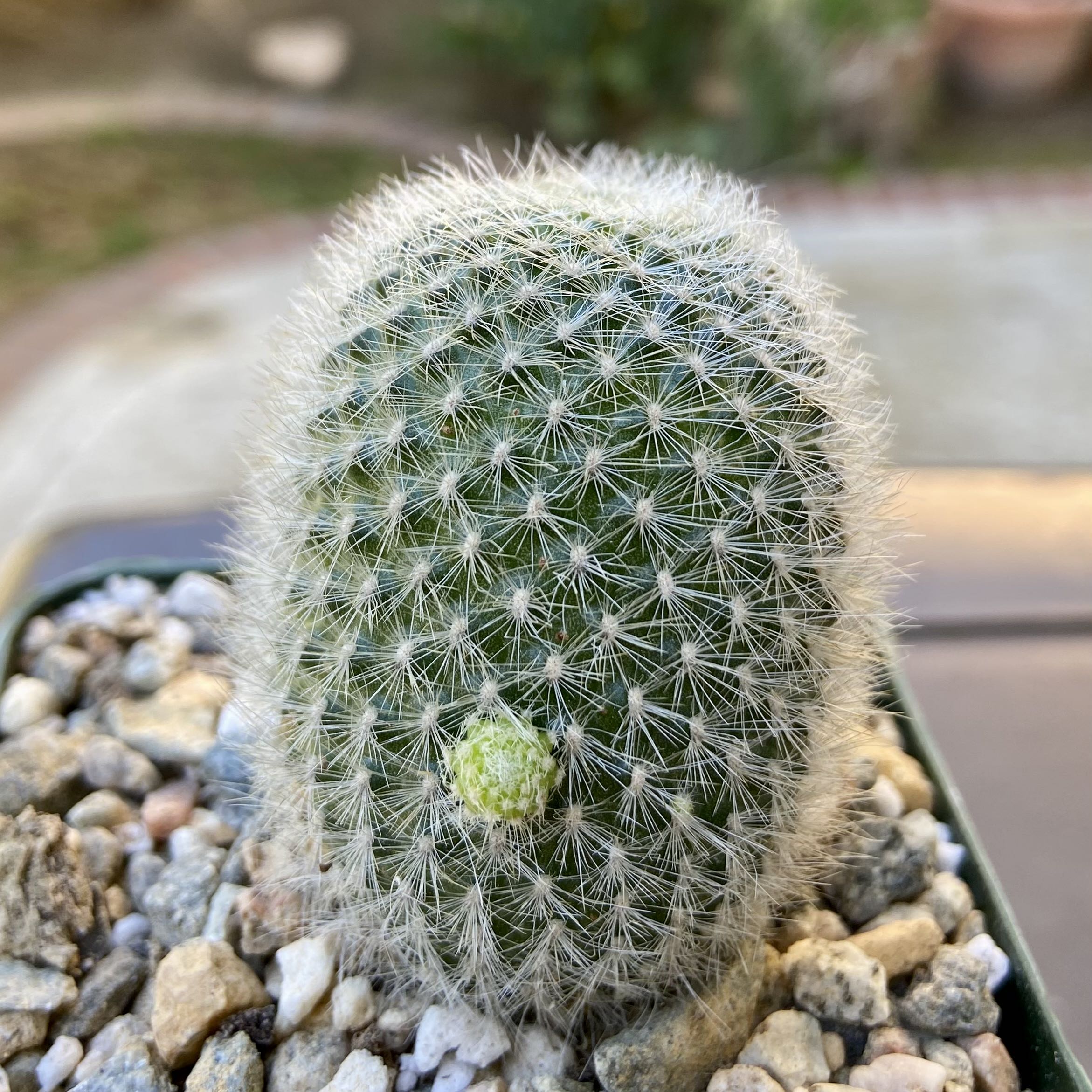 Photo of the plant species Orange Snowball by @EnlighteningIvy named Demi on Greg, the plant care app
