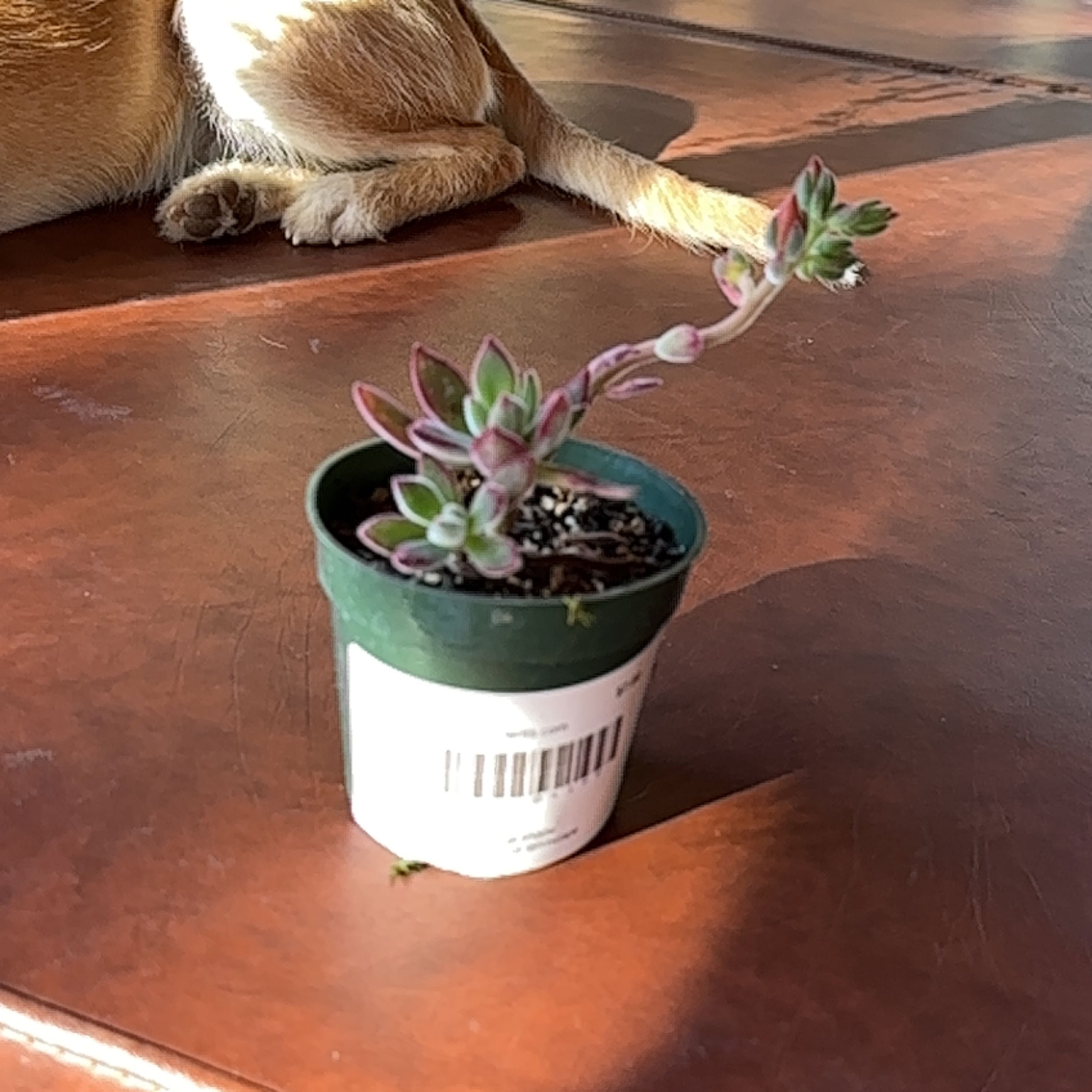 Small potted Plush Plant (Echeveria pulvinata) with succulent leaves, background includes part of an animal.