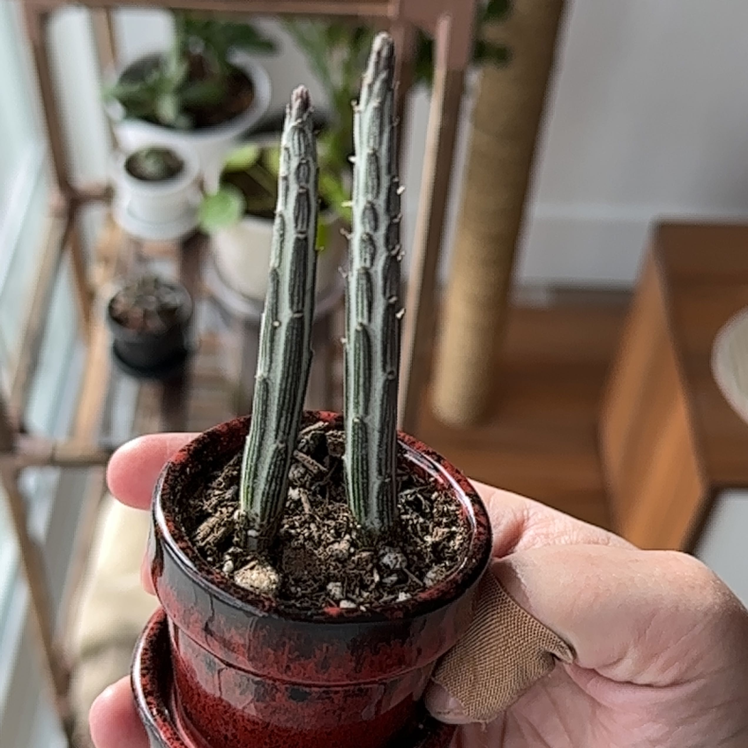 Photo of the plant species Inch Worm by @HilariousIvy named Beckham on Greg, the plant care app