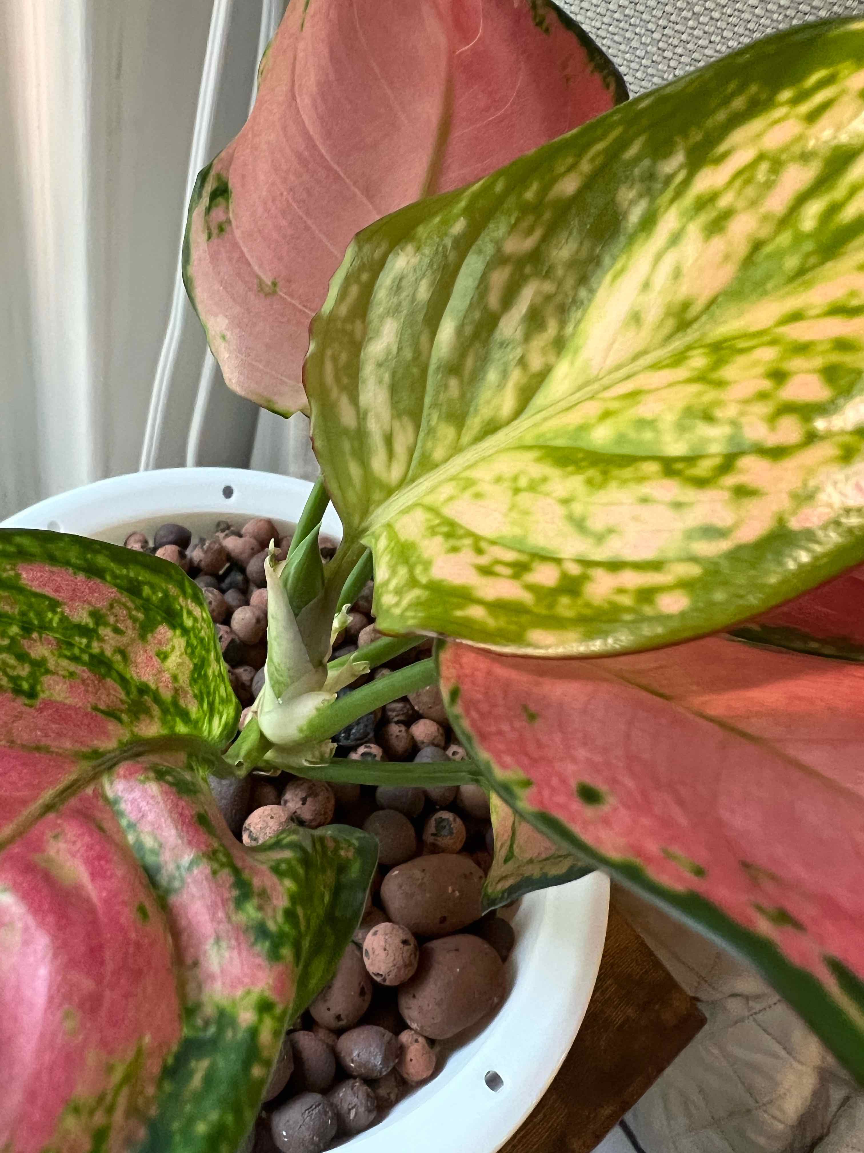 Chinese Evergreen Valentine plant in a white pot with green and pink leaves.