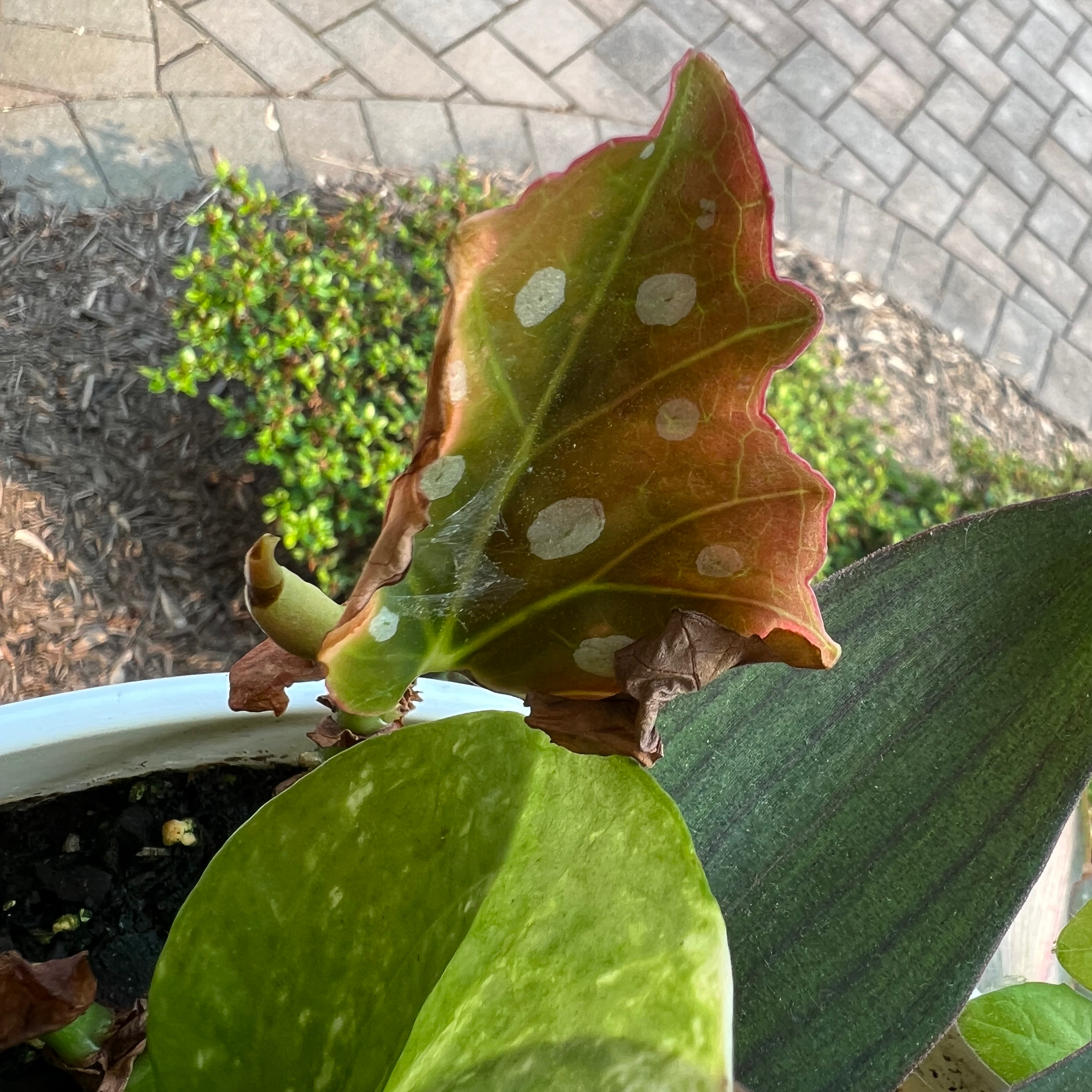 Photo of the plant species Variegated Begonia maculata by @PinkWater named Bartok on Greg, the plant care app
