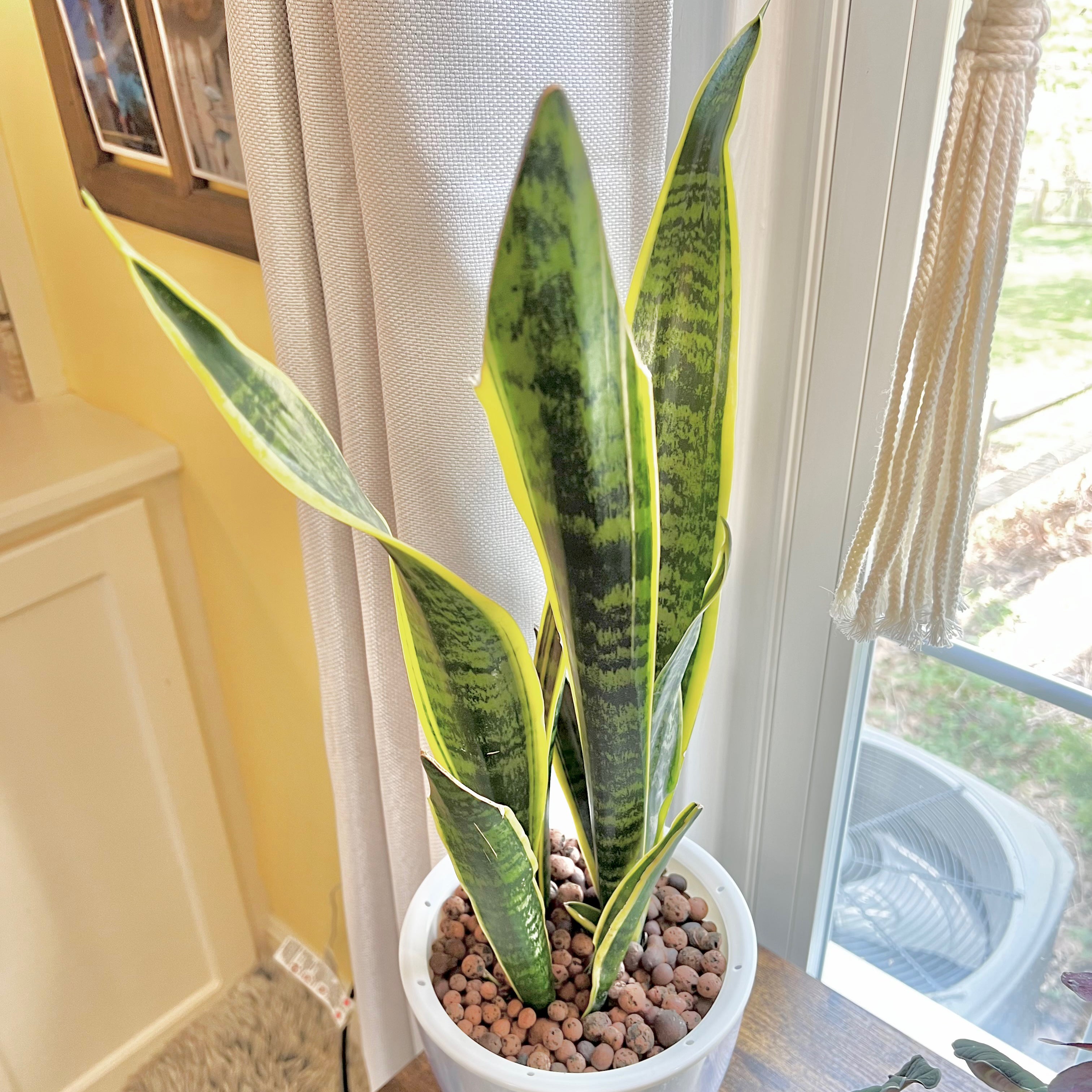🐍 Why Are My Futura Superba Snake Plant Leaves Falling Over?