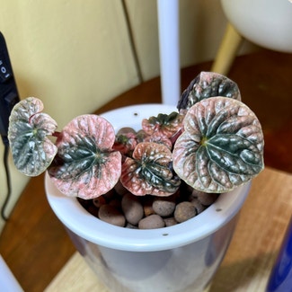 Schumi Red Peperomia plant in Somewhere on Earth