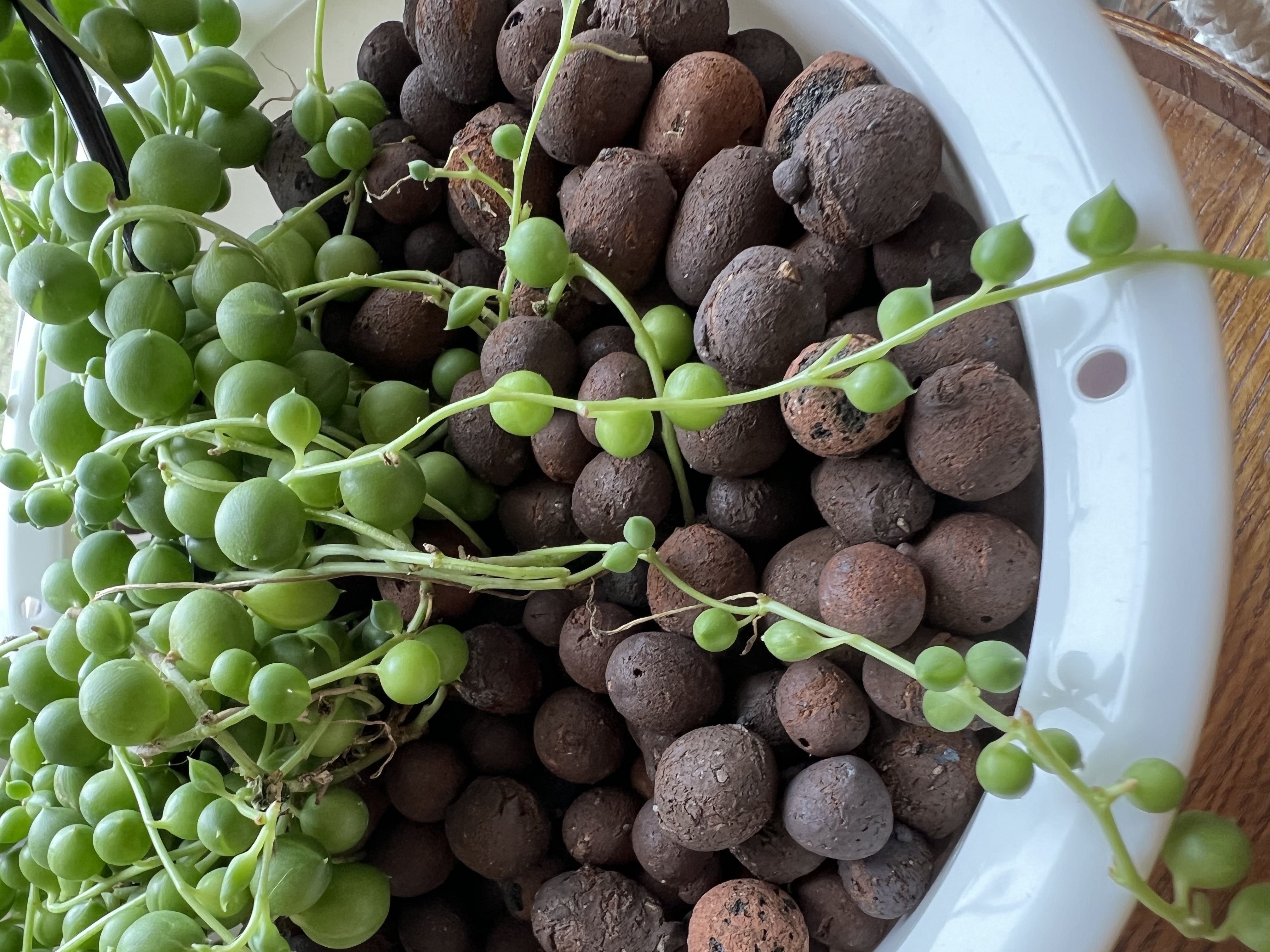Photo from the post