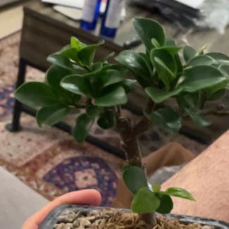 Ficus Ginseng plant in Toronto, Ontario