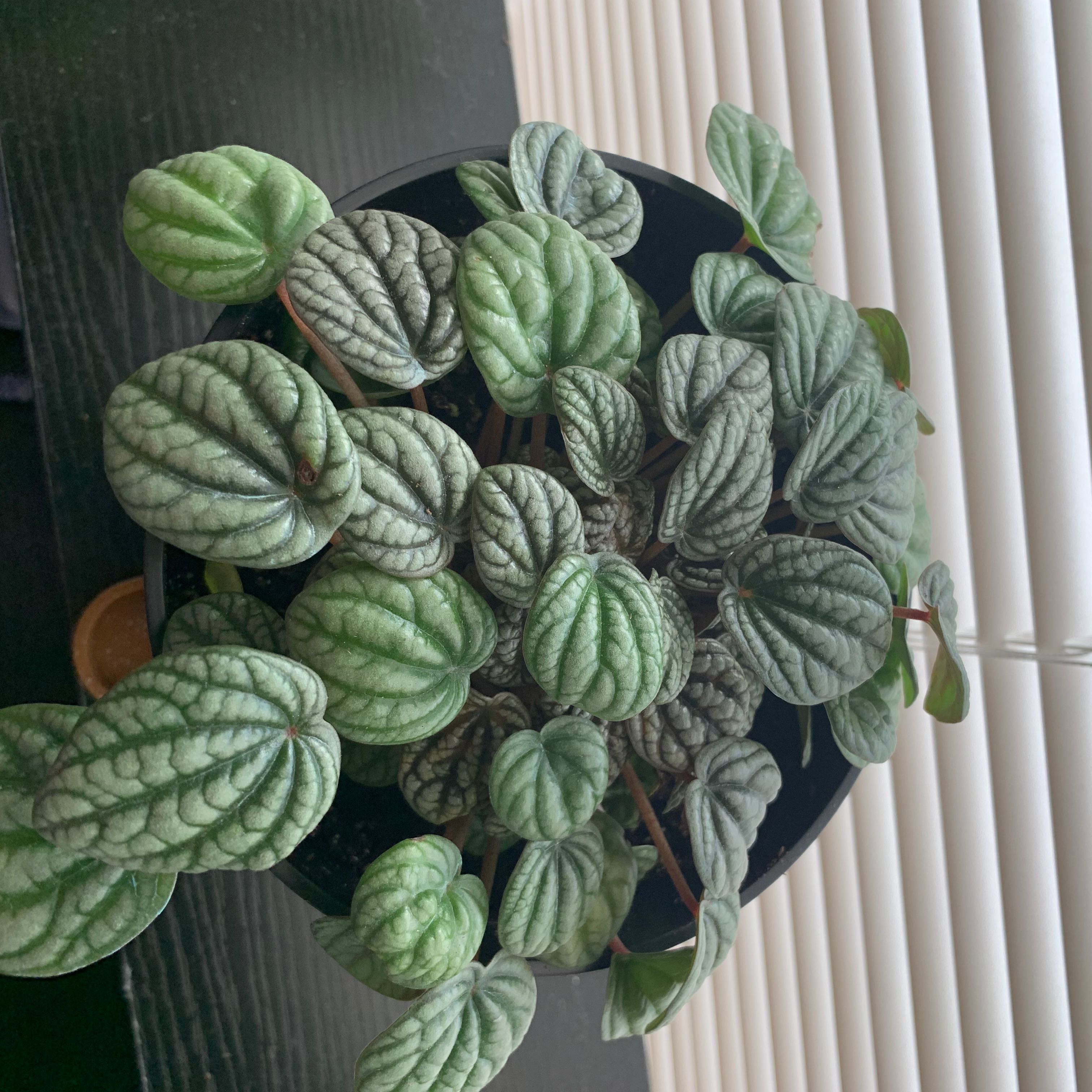 Photo of the plant species Peperomia 'Burbella' by @ExultantWildtea named Xena on Greg, the plant care app