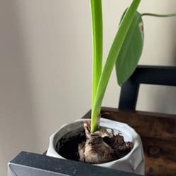 Striped-Tubed Amaryllis plant