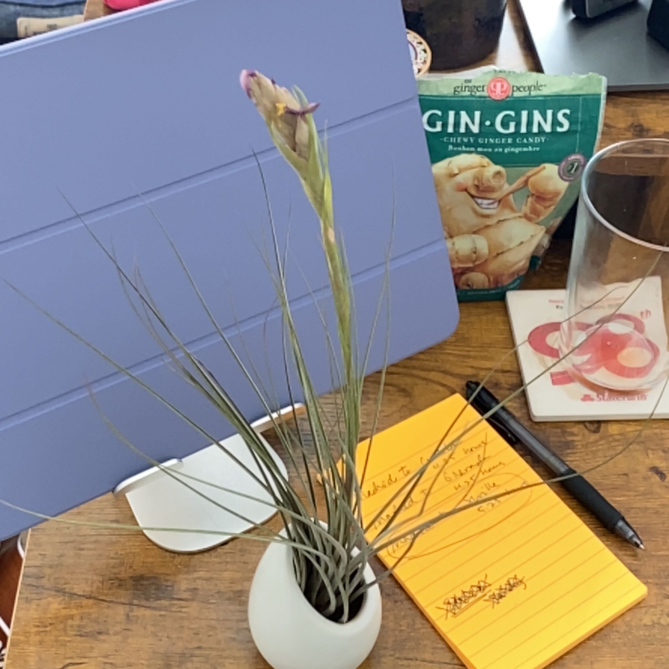 Tillandsia Juncea plant in a white pot on a wooden surface with various objects in the background.