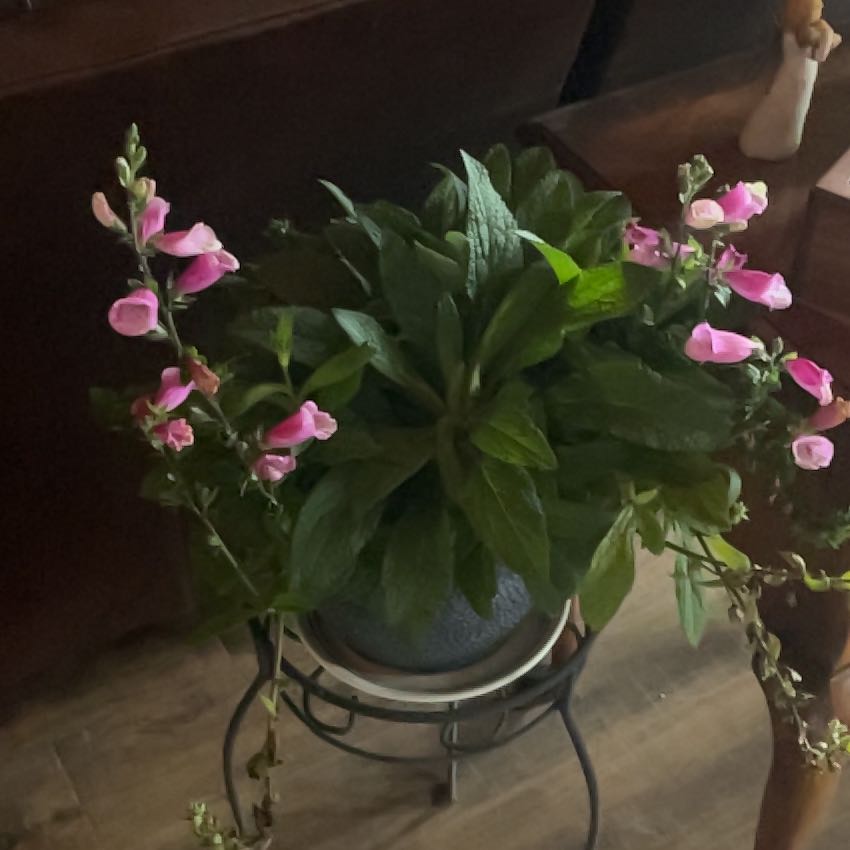 Potted Common Foxglove plant with pink flowers, healthy and well-framed.