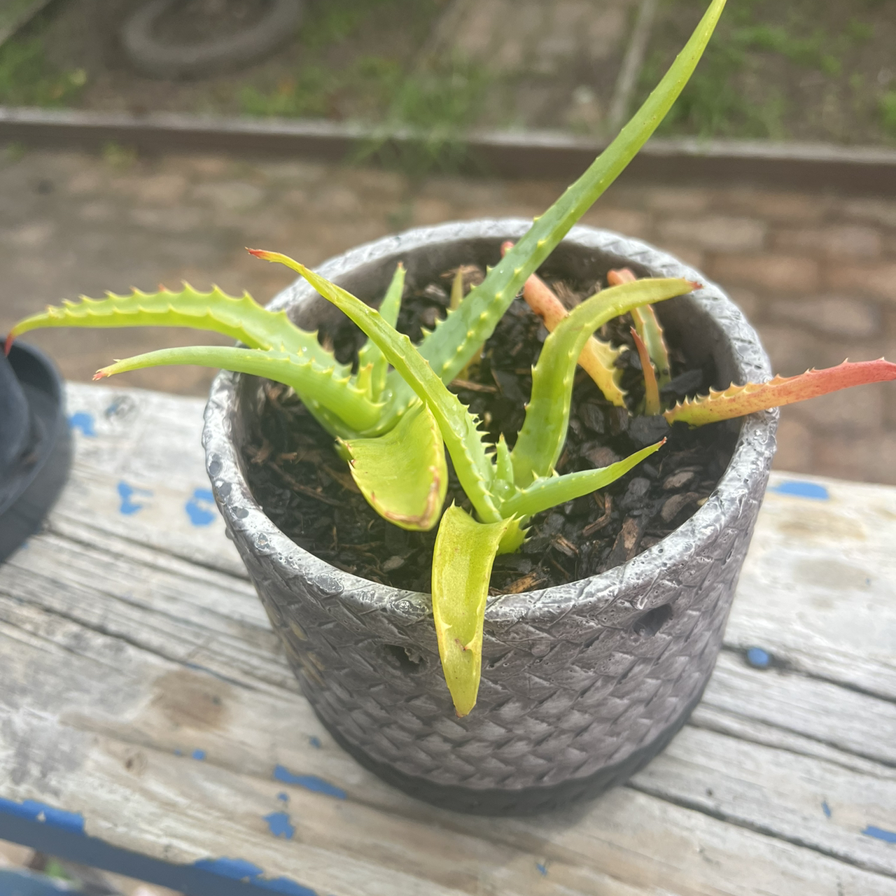 Potted Candelabra Aloe with yellowing and browning leaves, visible soil.