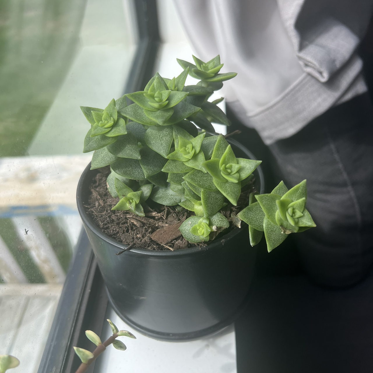 Crassula rupestris plant in a black pot with visible soil, healthy green leaves, well-framed and in focus.