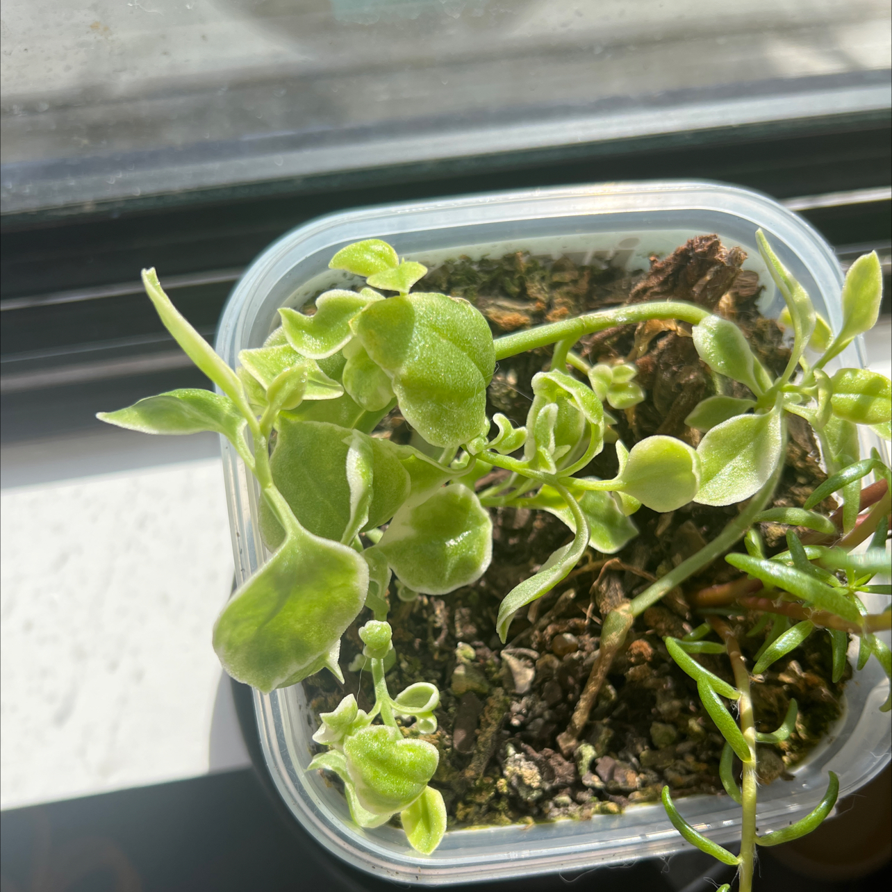 Potted White Velvet plant with some yellowing and browning leaves in a plastic container.