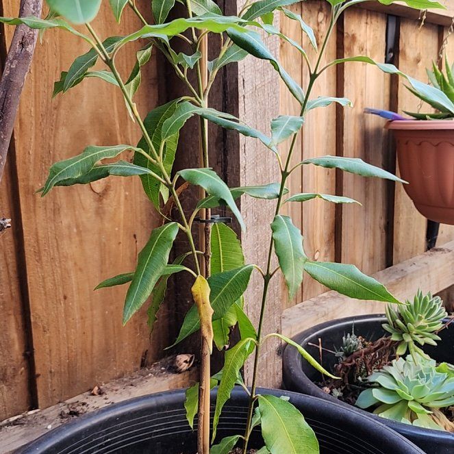 Photo of the plant species Lemon Myrtle by @DesiredChervil named Tolkien on Greg, the plant care app