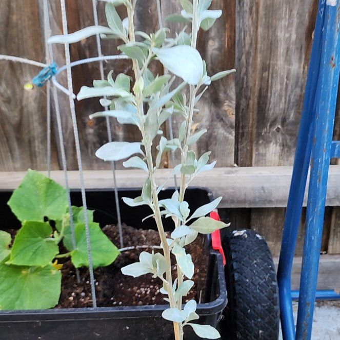 Photo of the plant species Australian Saltbush by @DesiredChervil named Gaga on Greg, the plant care app