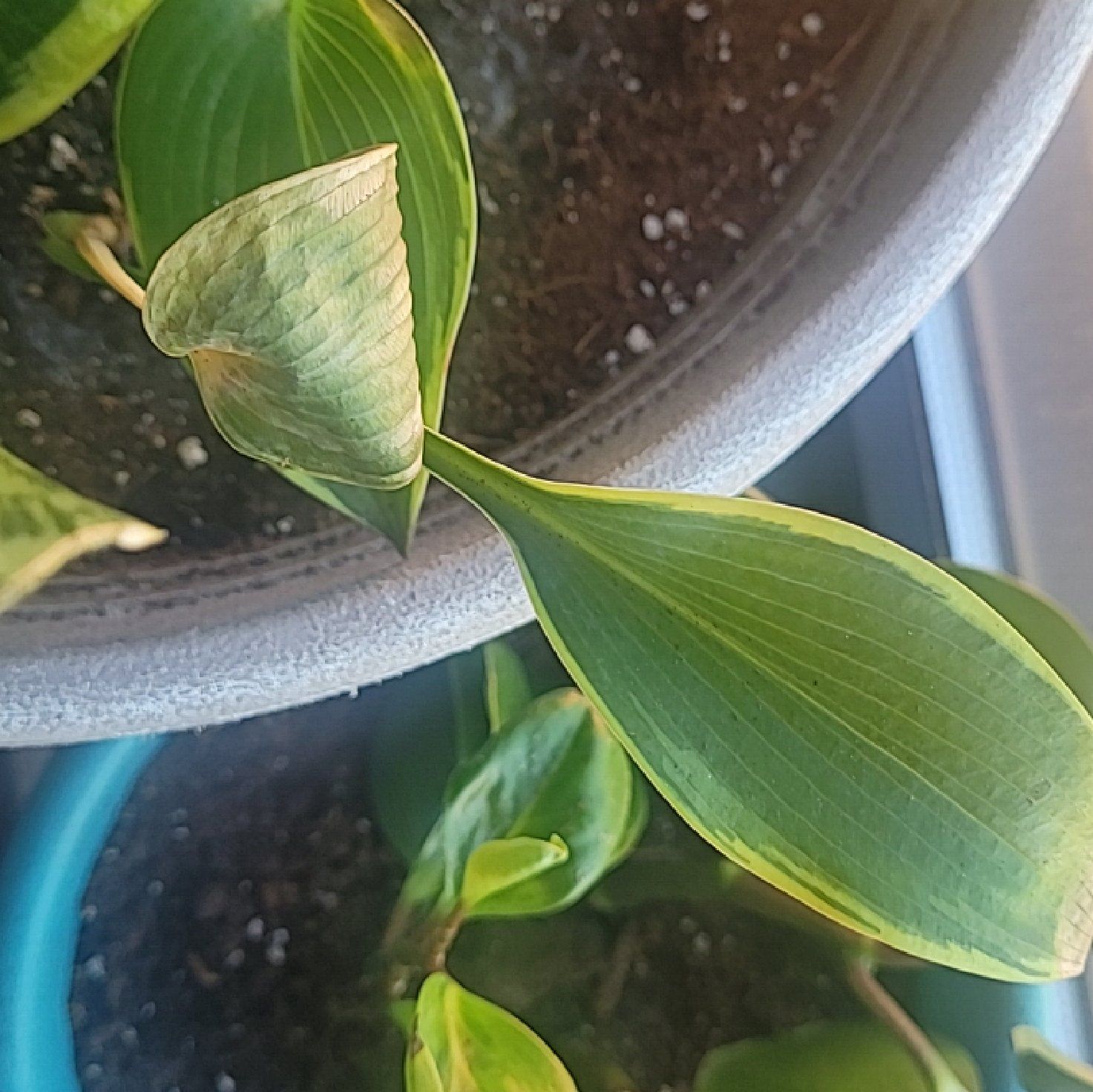 Photo of the plant species Hosta 'Antioch' by @NativeRamshorn named Spike Leaves on Greg, the plant care app